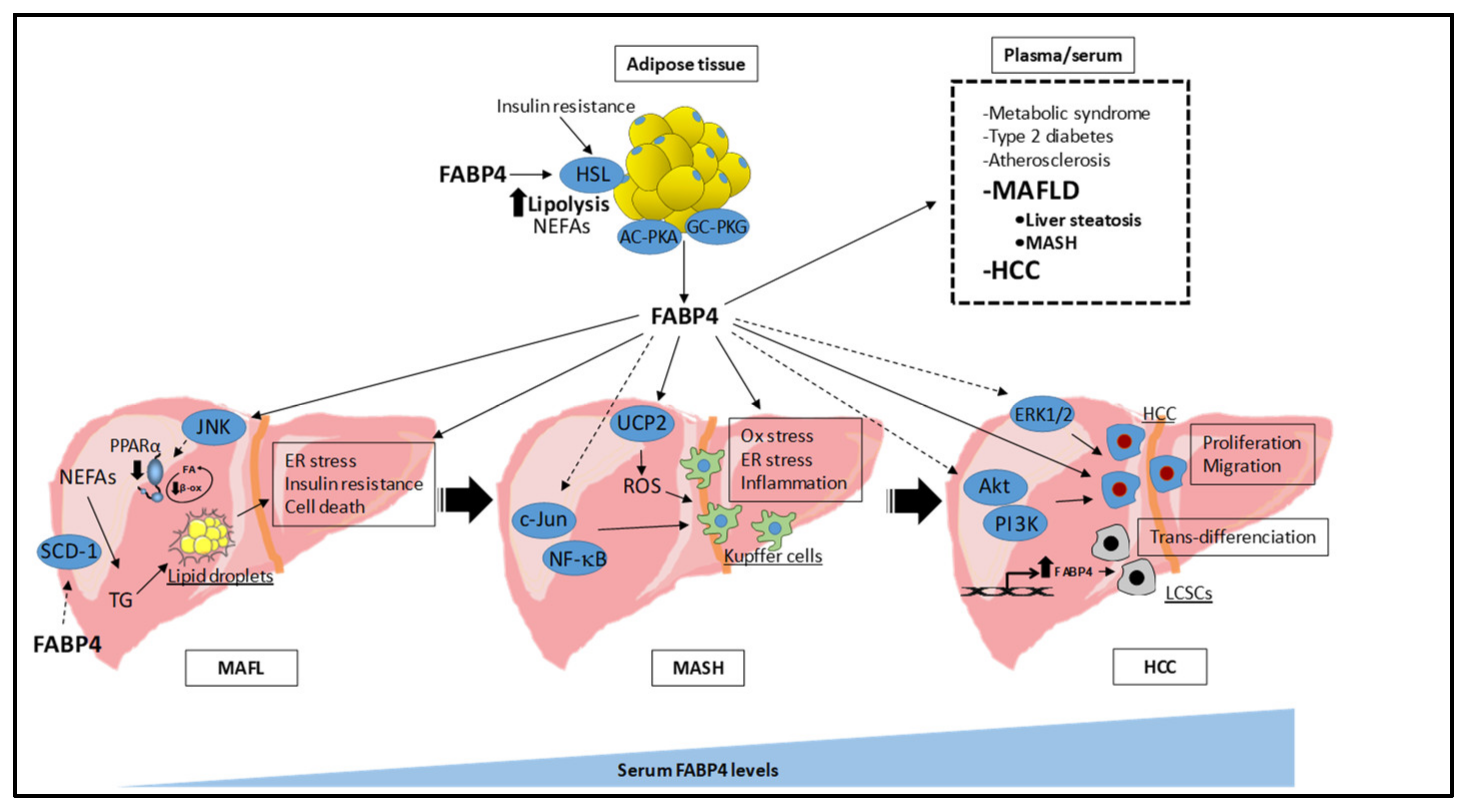 Biomedicines | Free Full-Text | Unveiling the Role of the Fatty Acid  Binding Protein 4 in the Metabolic-Associated Fatty Liver Disease