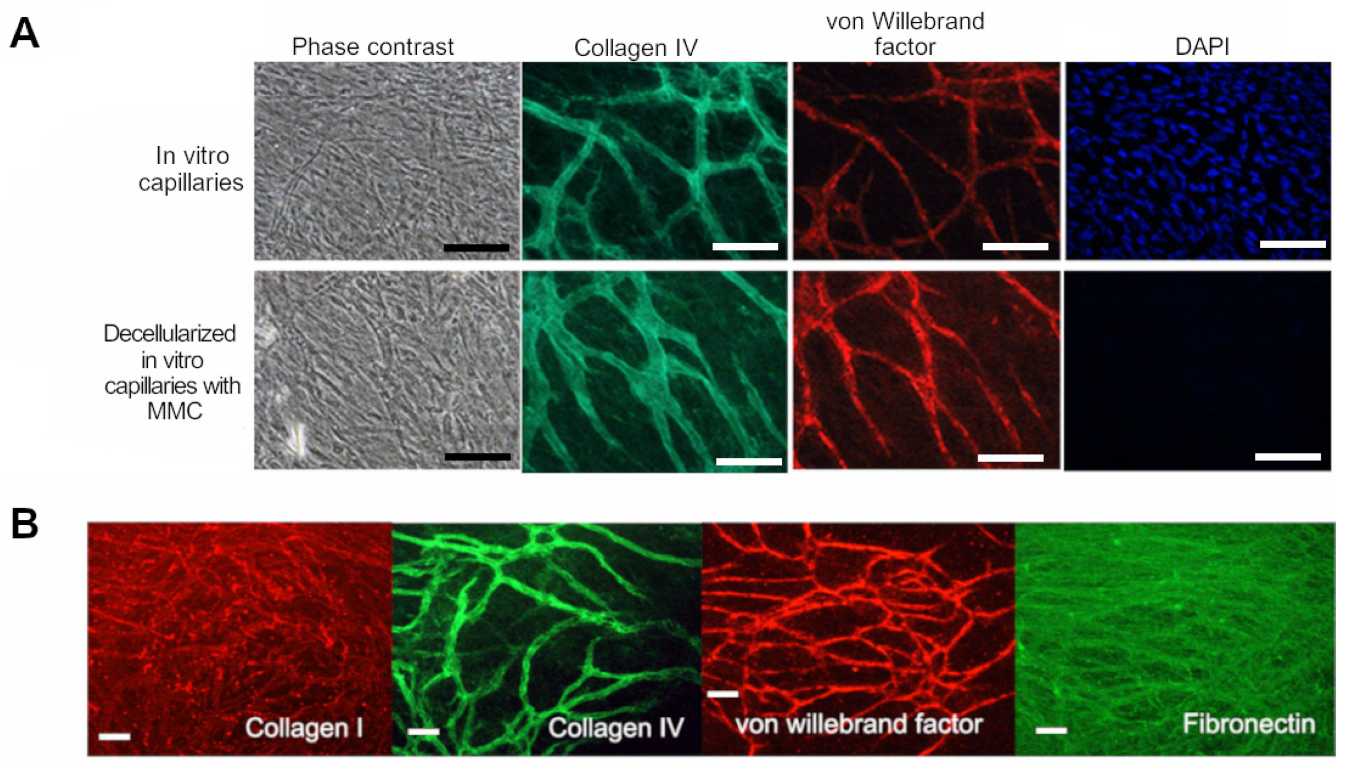 Biomedicines 10 00271 g001