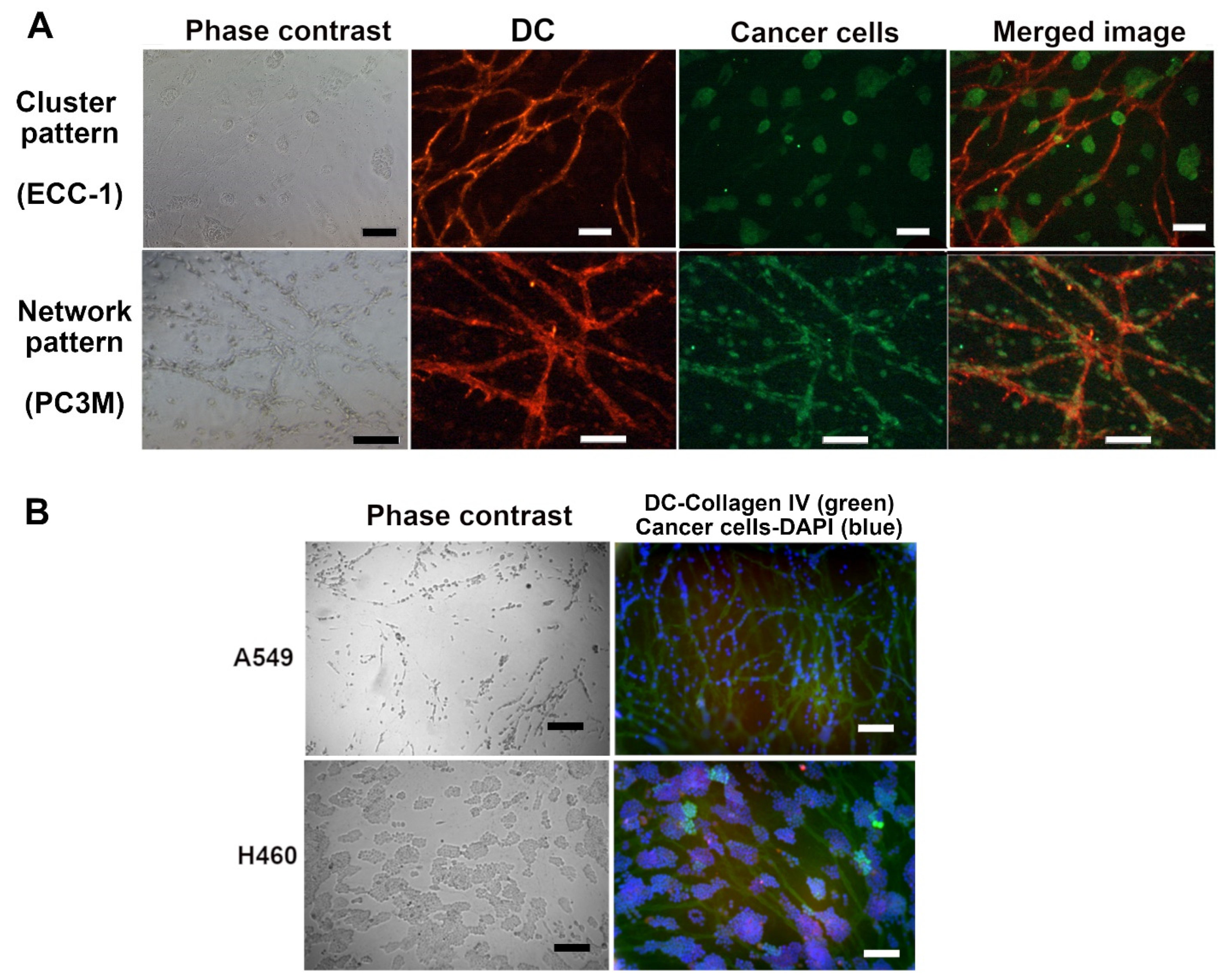 Biomedicines 10 00271 g003