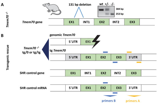 Biomedicines | Special Issue : Mitochondrial Dysfunction In Disease