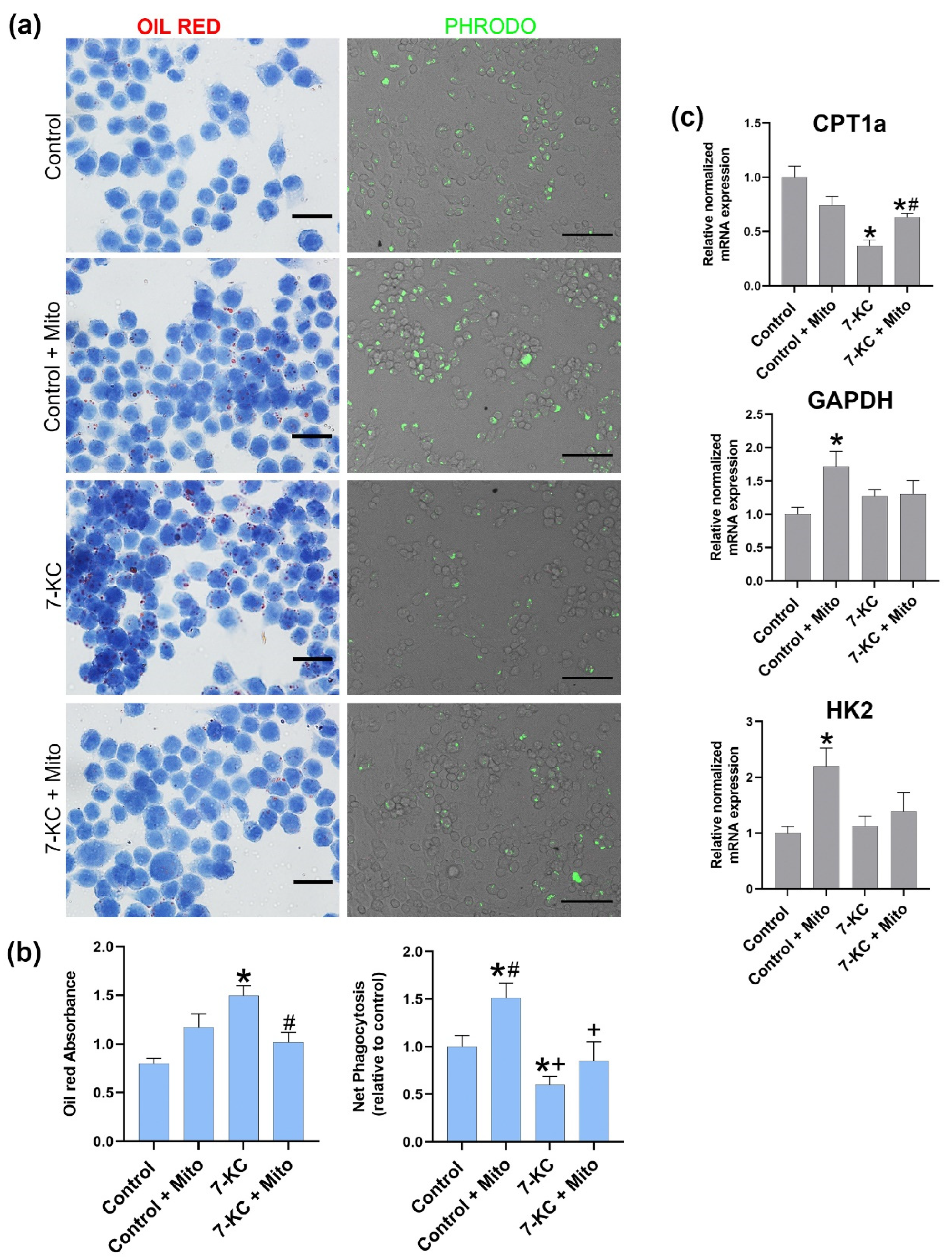 Biomedicines 10 00329 g004