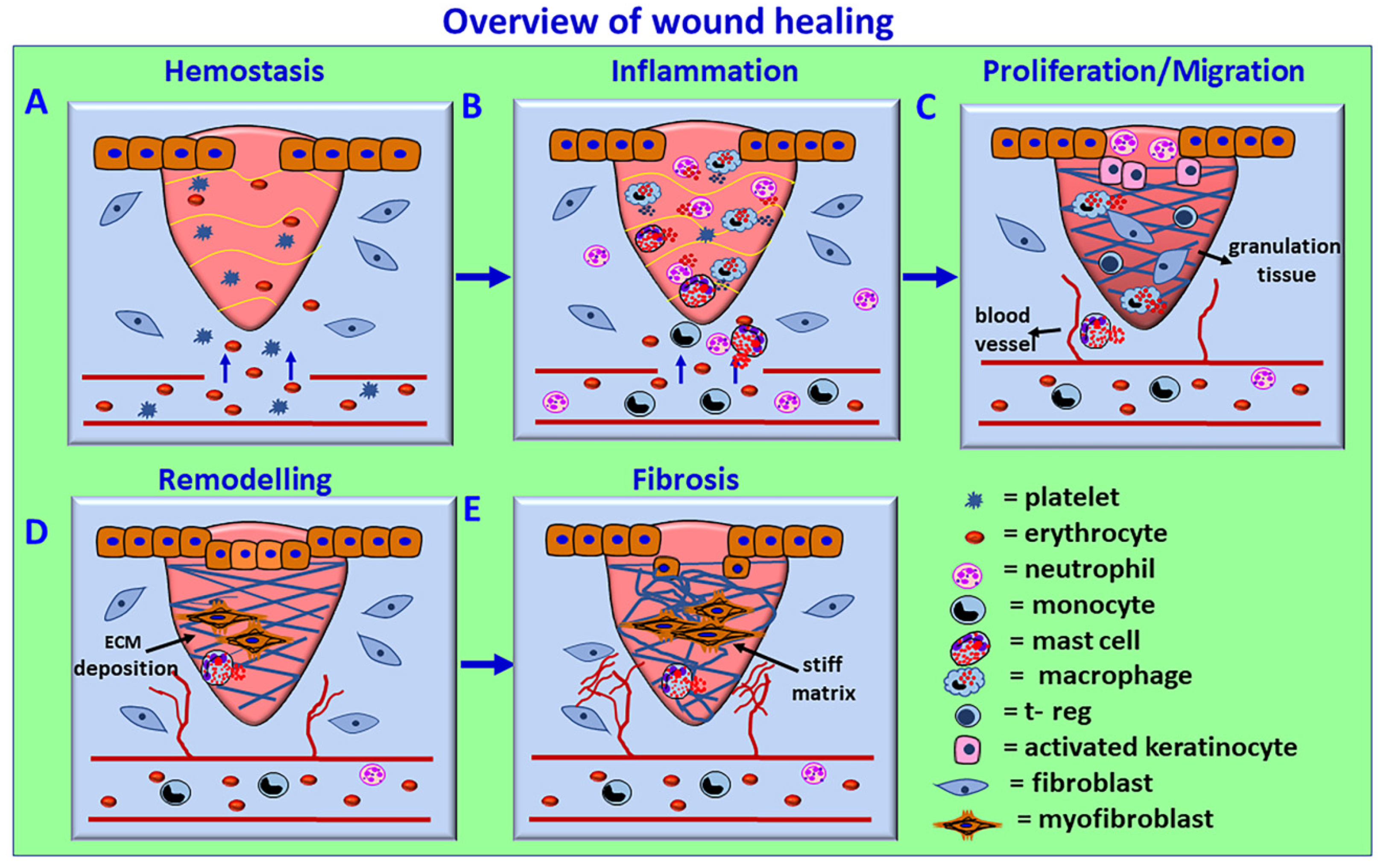 Biomedicines 10 00339 g003 Biomedicines 10 00339 g003