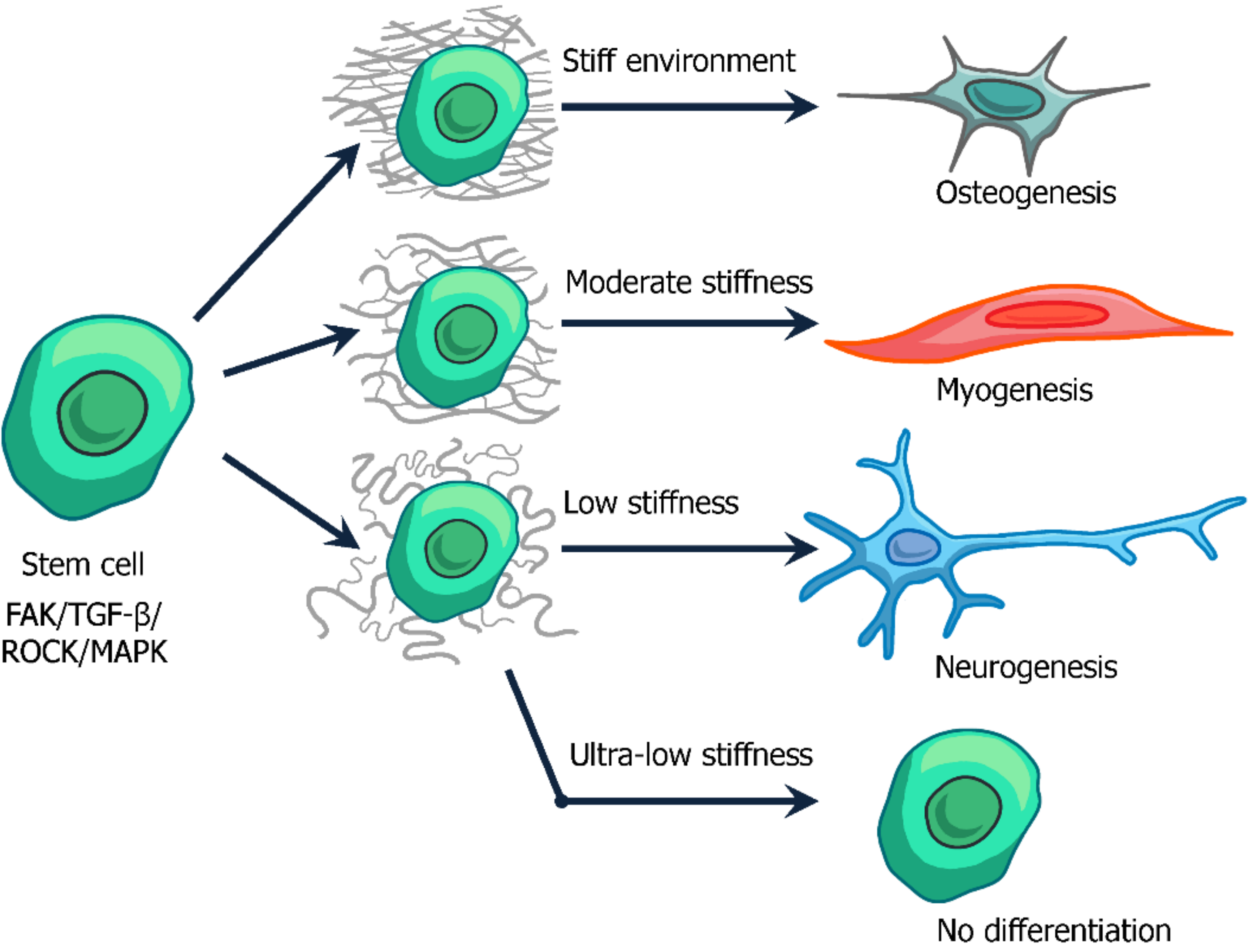Biomedicines 10 00345 g003