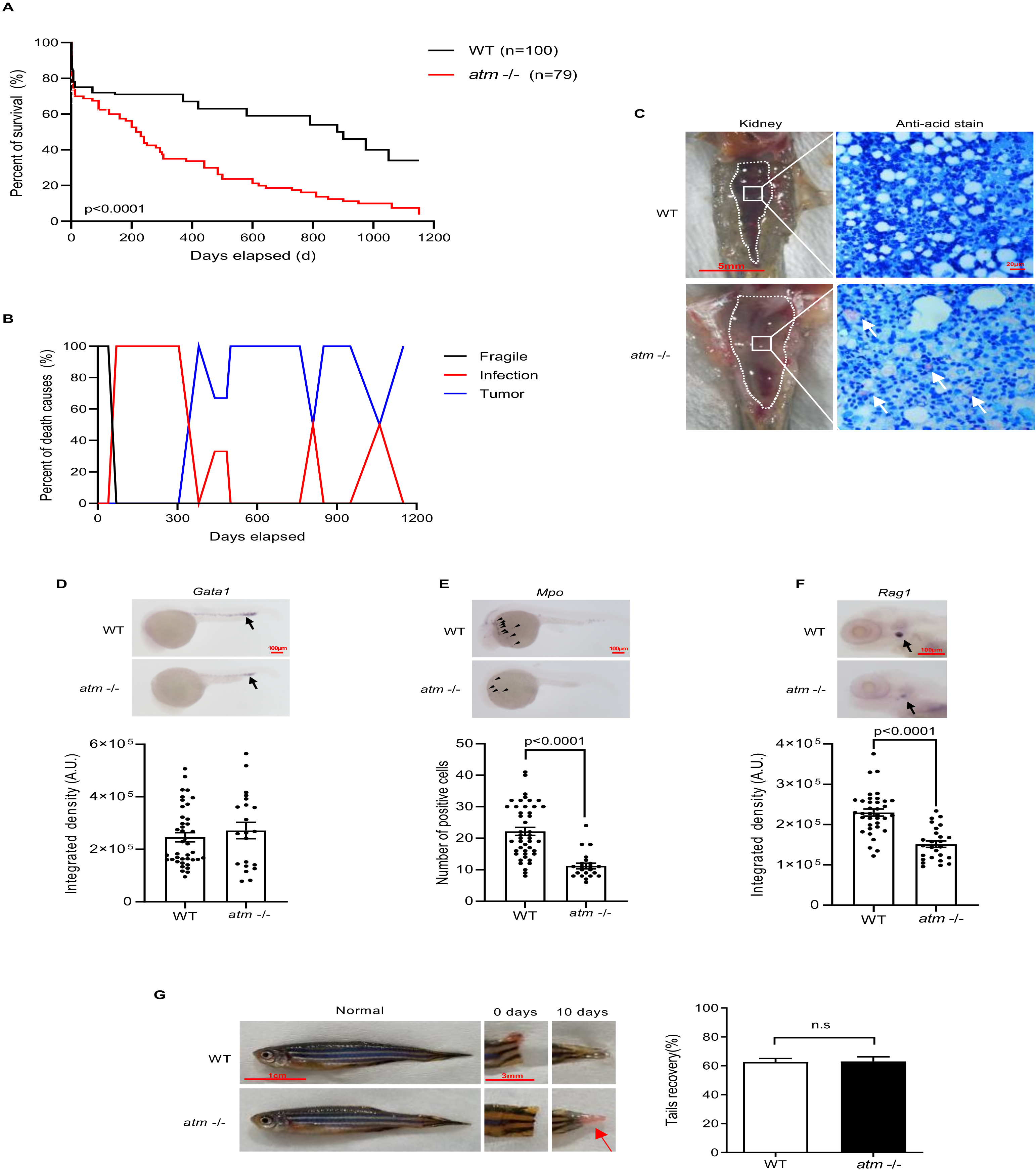 Biomedicines 10 00392 g003 Biomedicines 10 00392 g003
