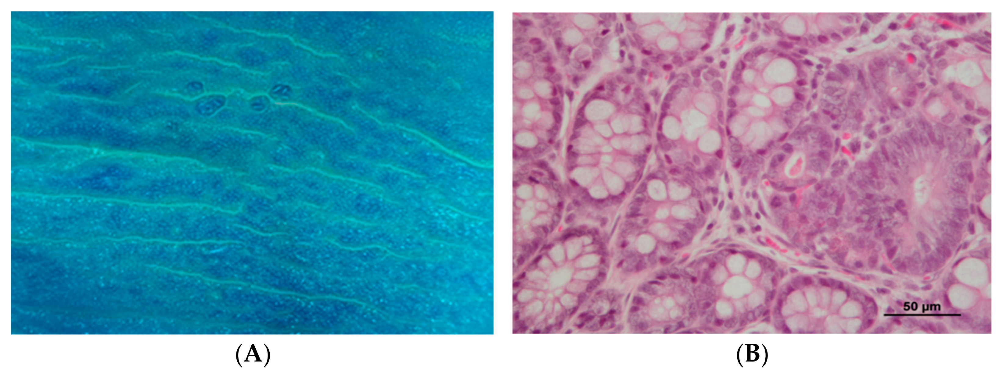 Biomedicines 10 00409 g003