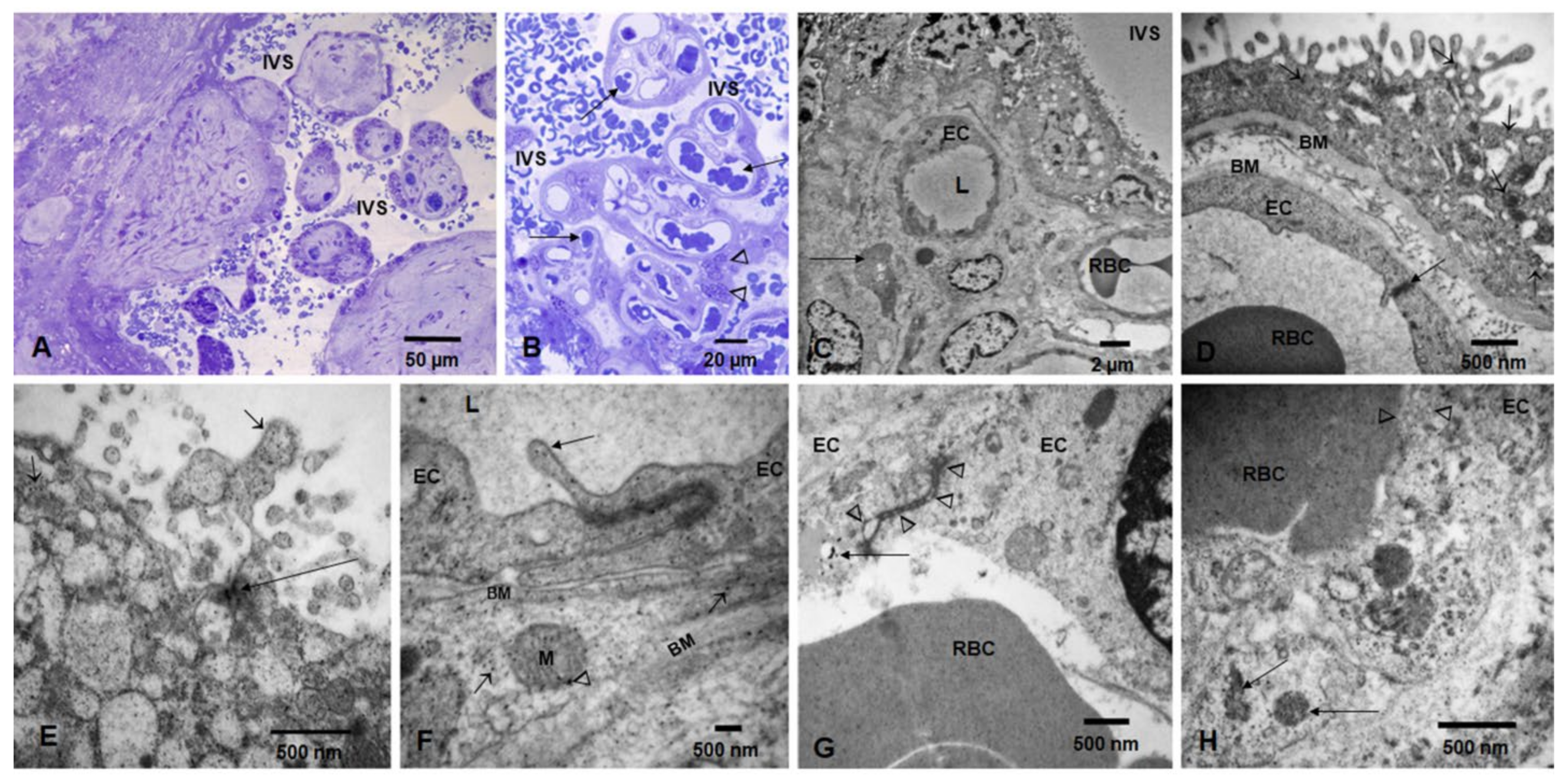 Biomedicines 10 00410 g002