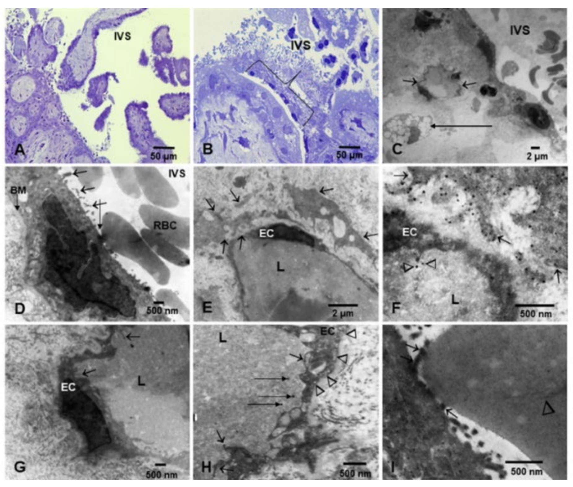 Biomedicines 10 00410 g004