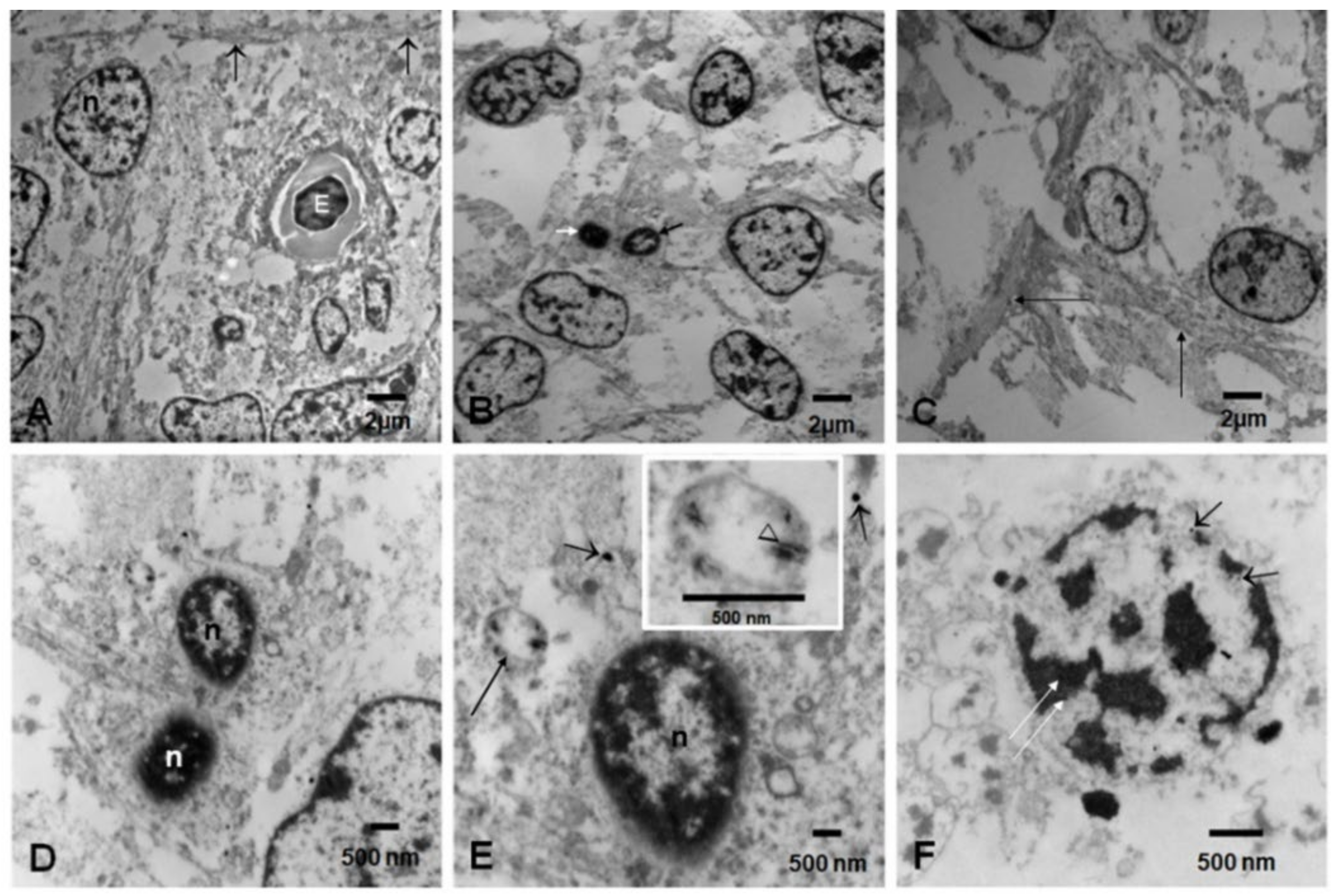 Biomedicines 10 00410 g006