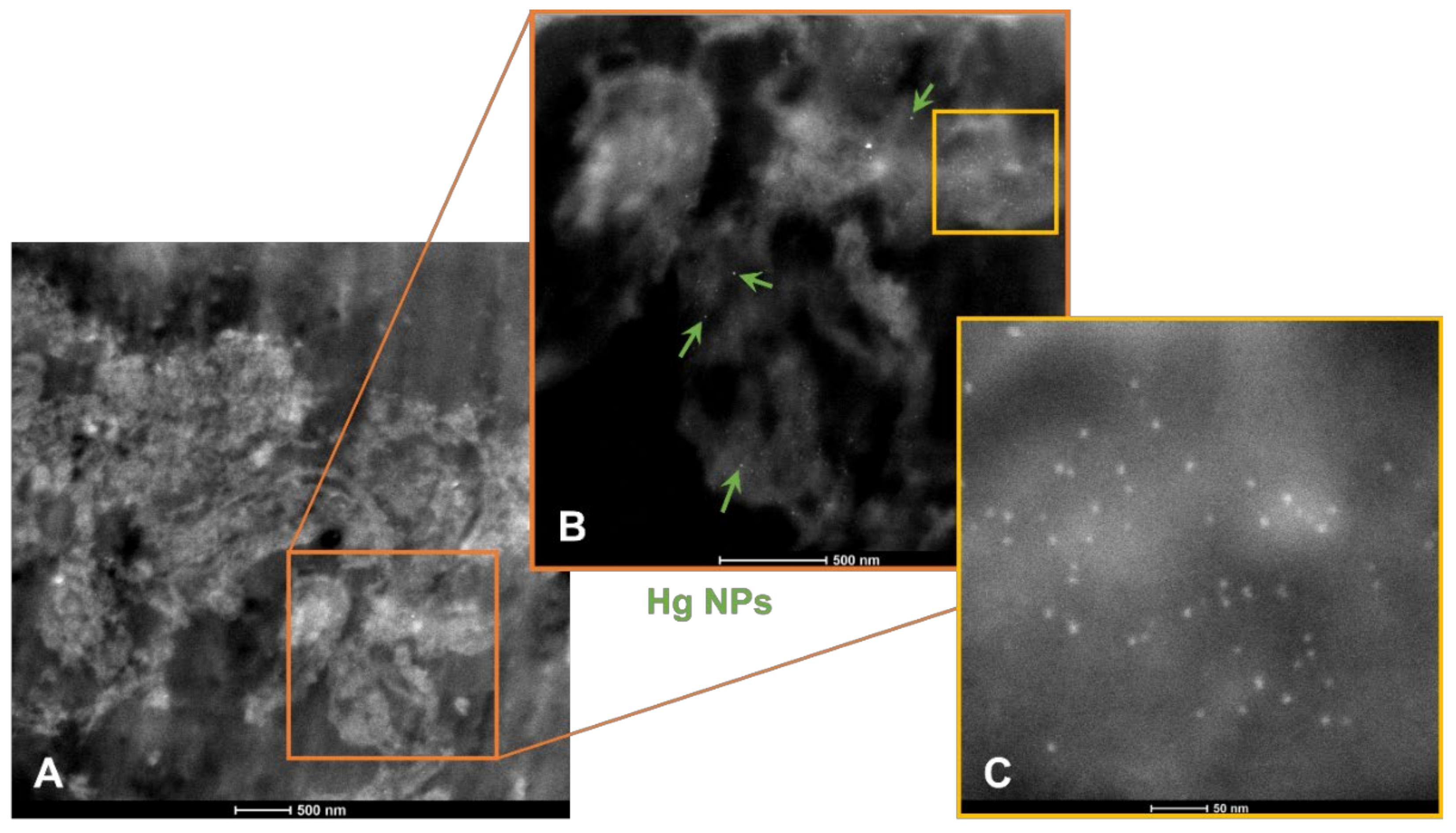 Biomedicines 10 00410 g009