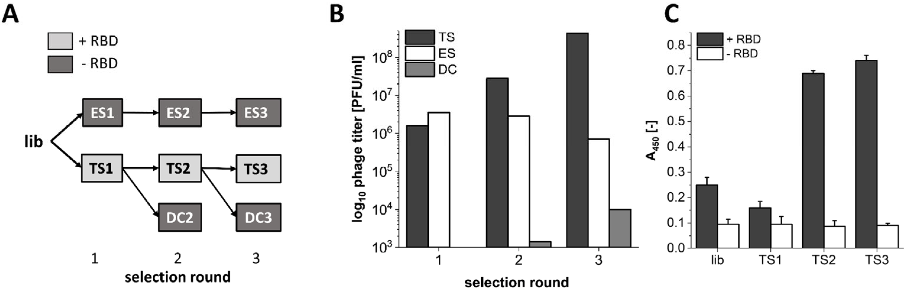 Biomedicines 10 00441 g001