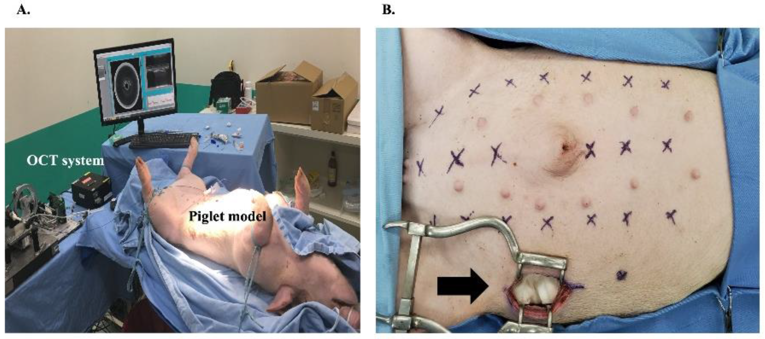 Biomedicines 10 00485 g003