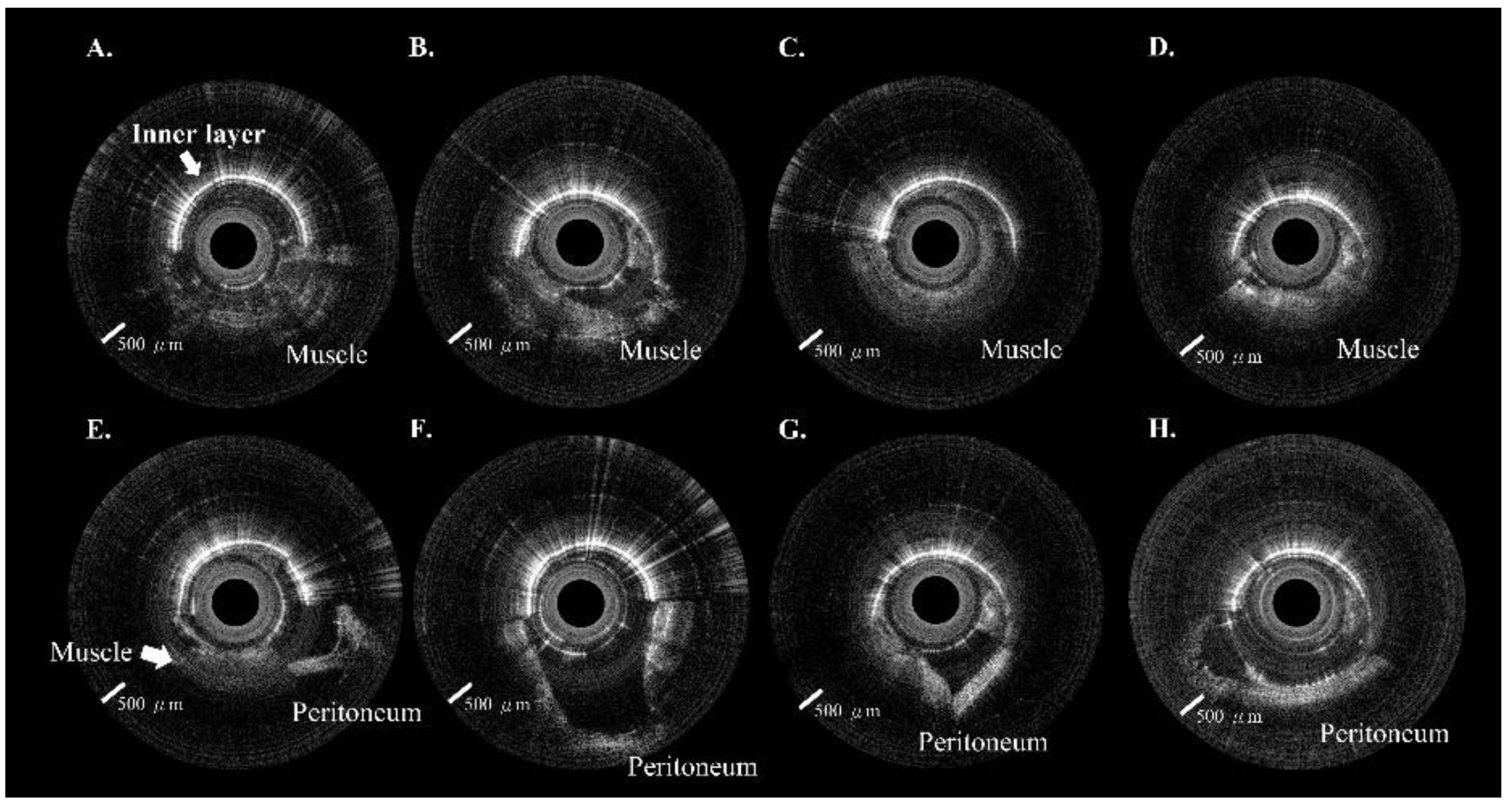 Biomedicines 10 00485 g005