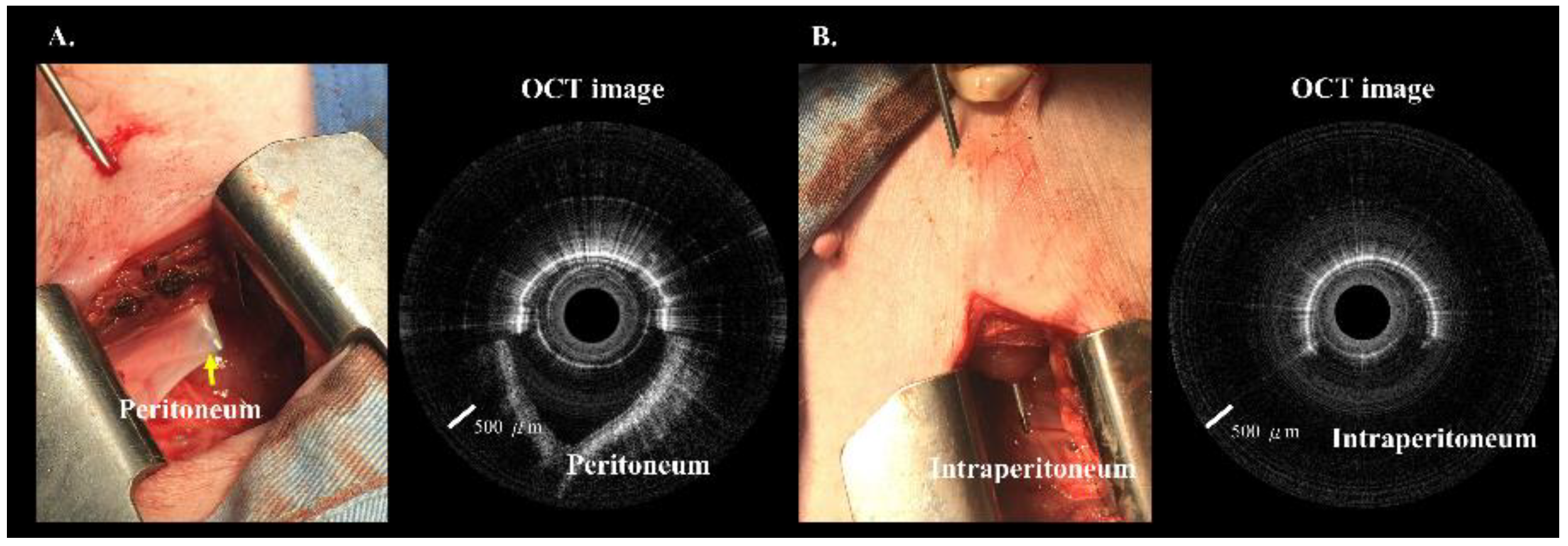 Biomedicines 10 00485 g007