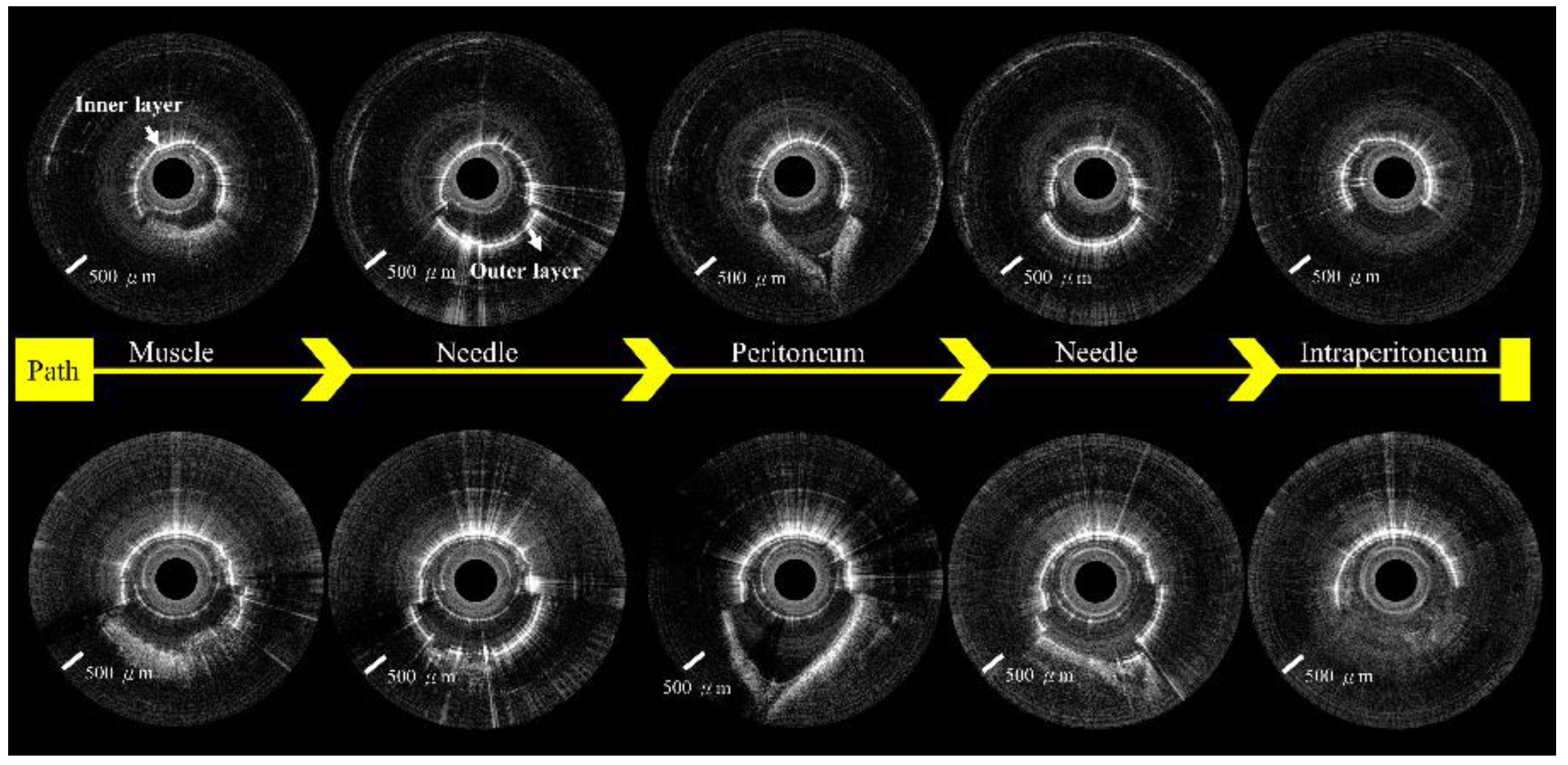 Biomedicines 10 00485 g008