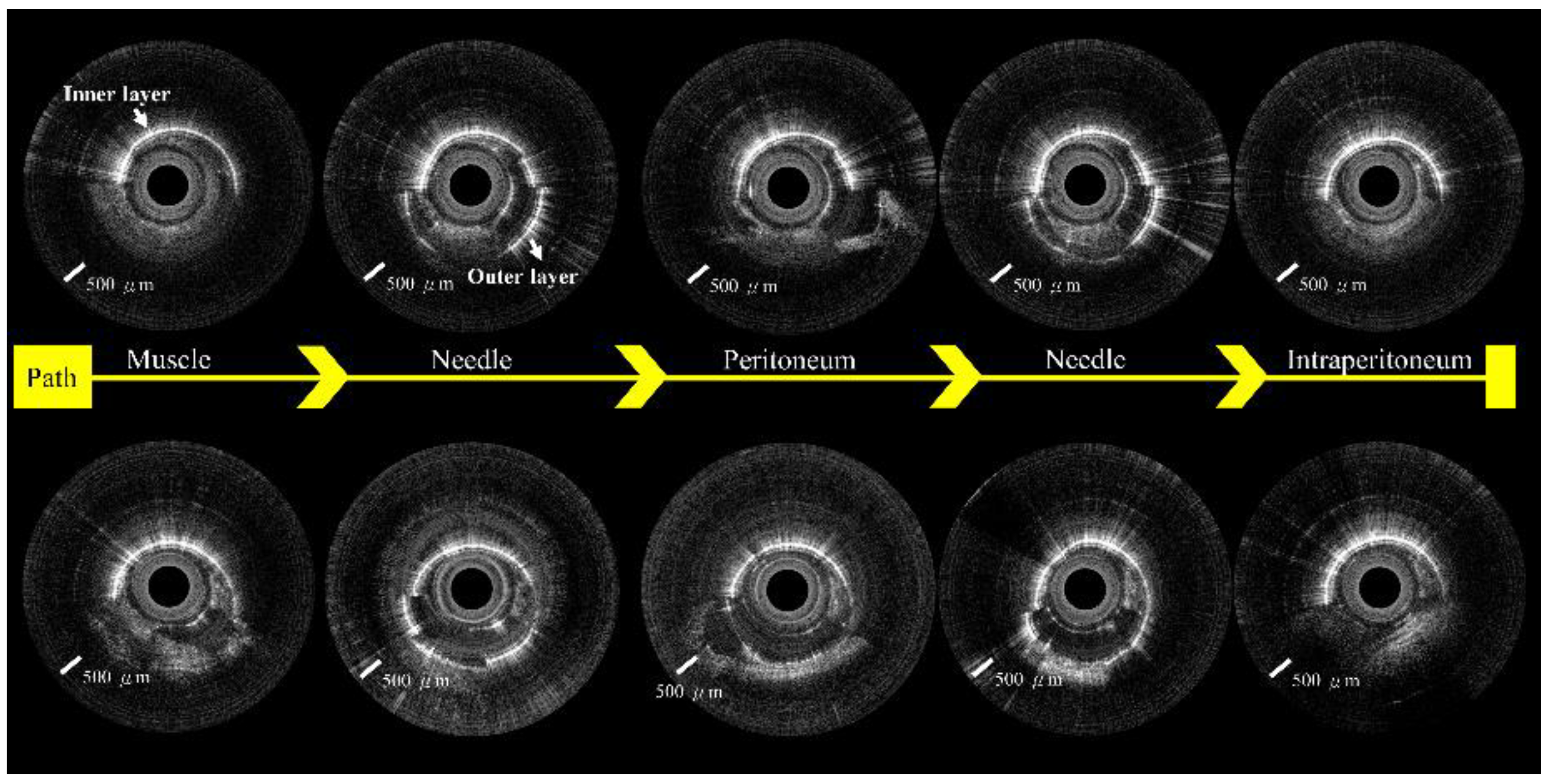 Biomedicines 10 00485 g009