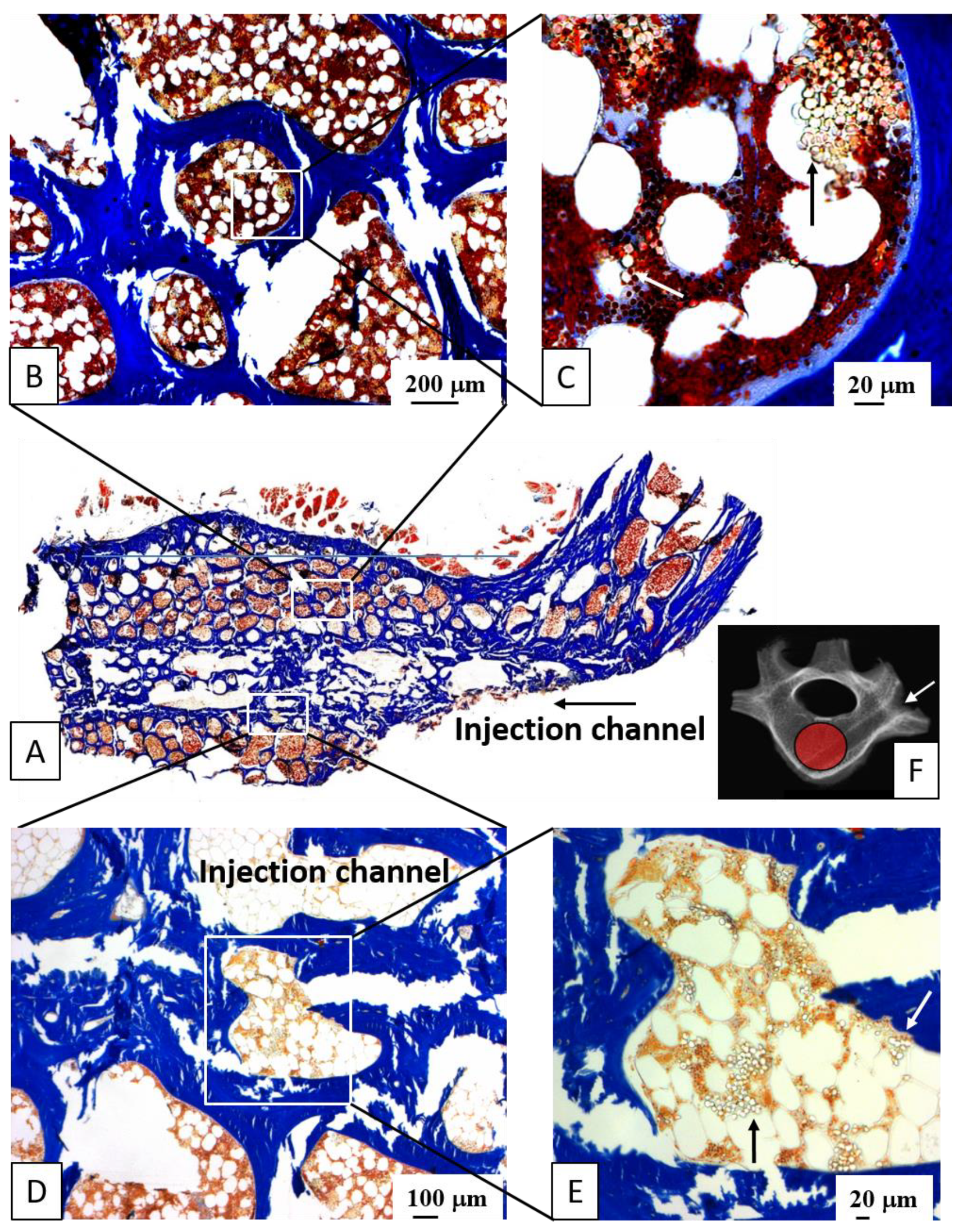 Biomedicines 10 00513 g004