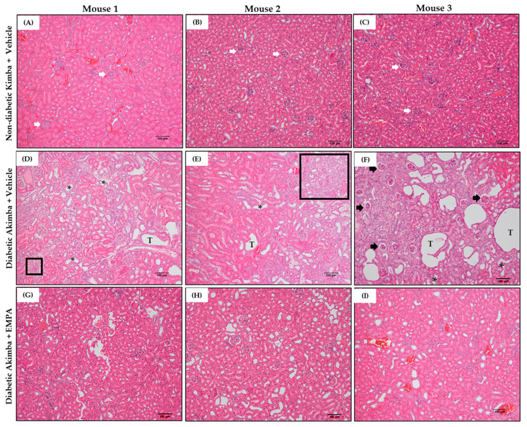 Biomedicines 10 00522 g009 Biomedicines 10 00522 g009