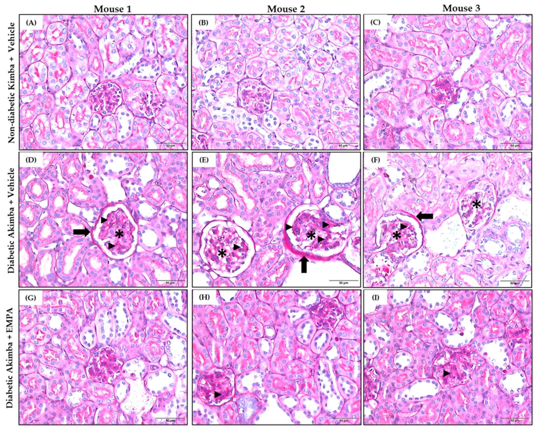 Biomedicines 10 00522 g011 Biomedicines 10 00522 g011