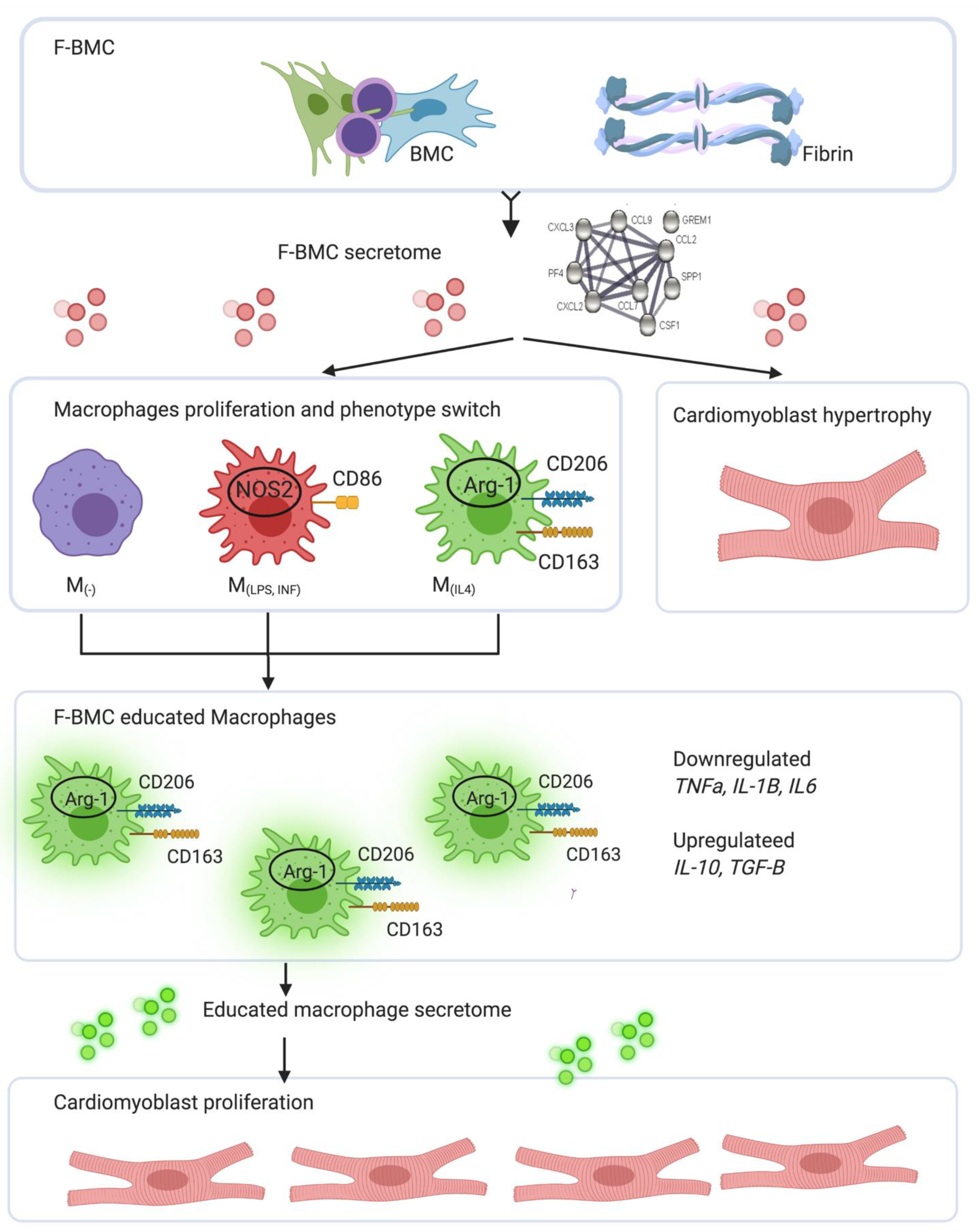 Biomedicines 10 00527 g012