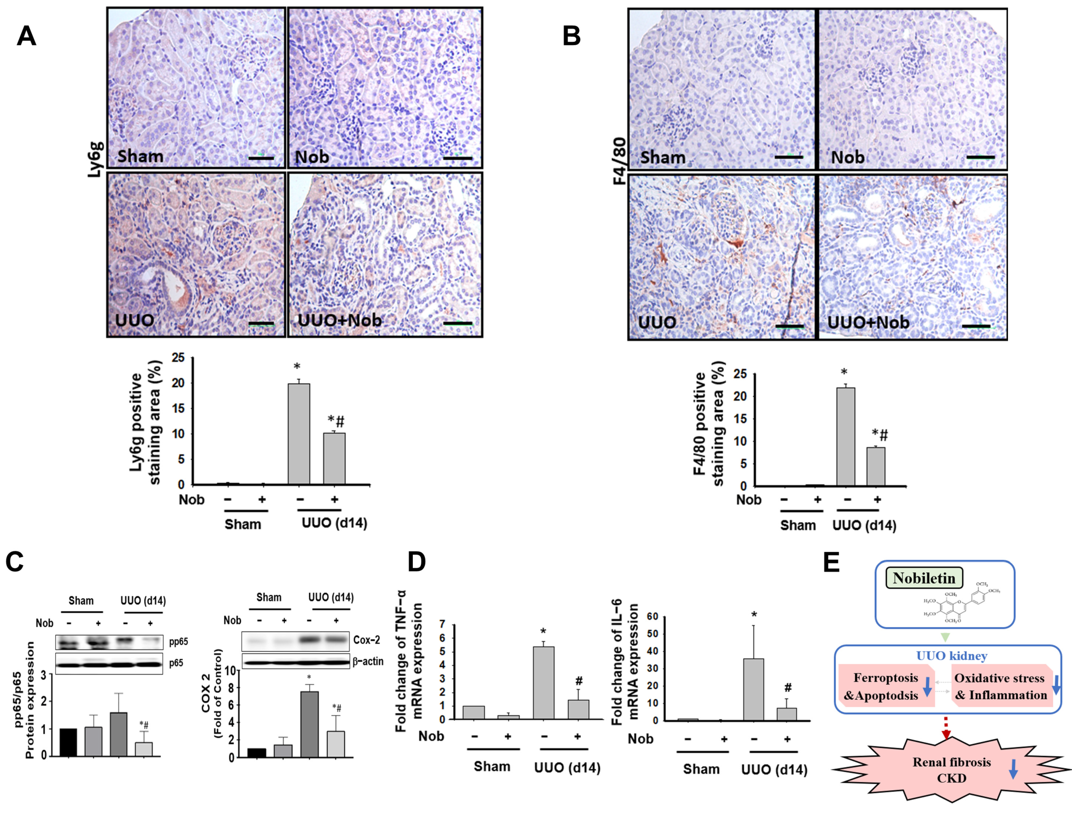 Biomedicines 10 00595 g007