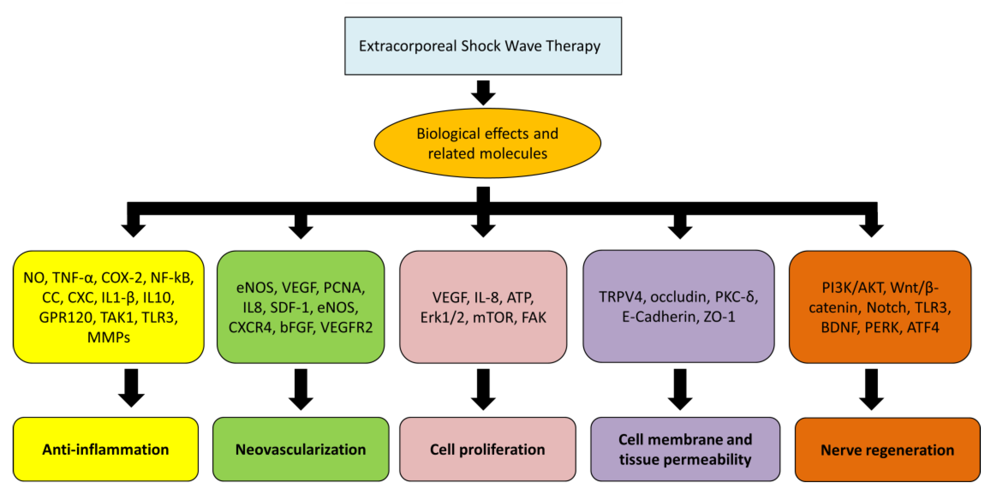 Regenerative Medicine Step 3: Extracorporeal Shockwave Therapy