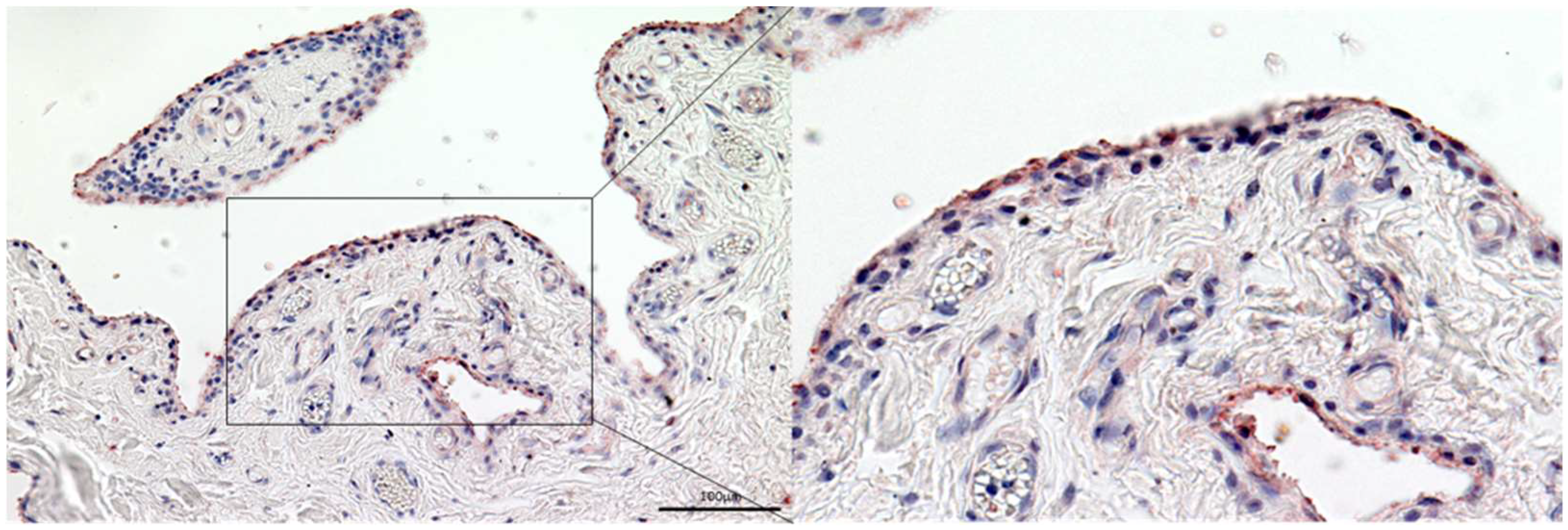 Biomedicines 10 00723 g002
