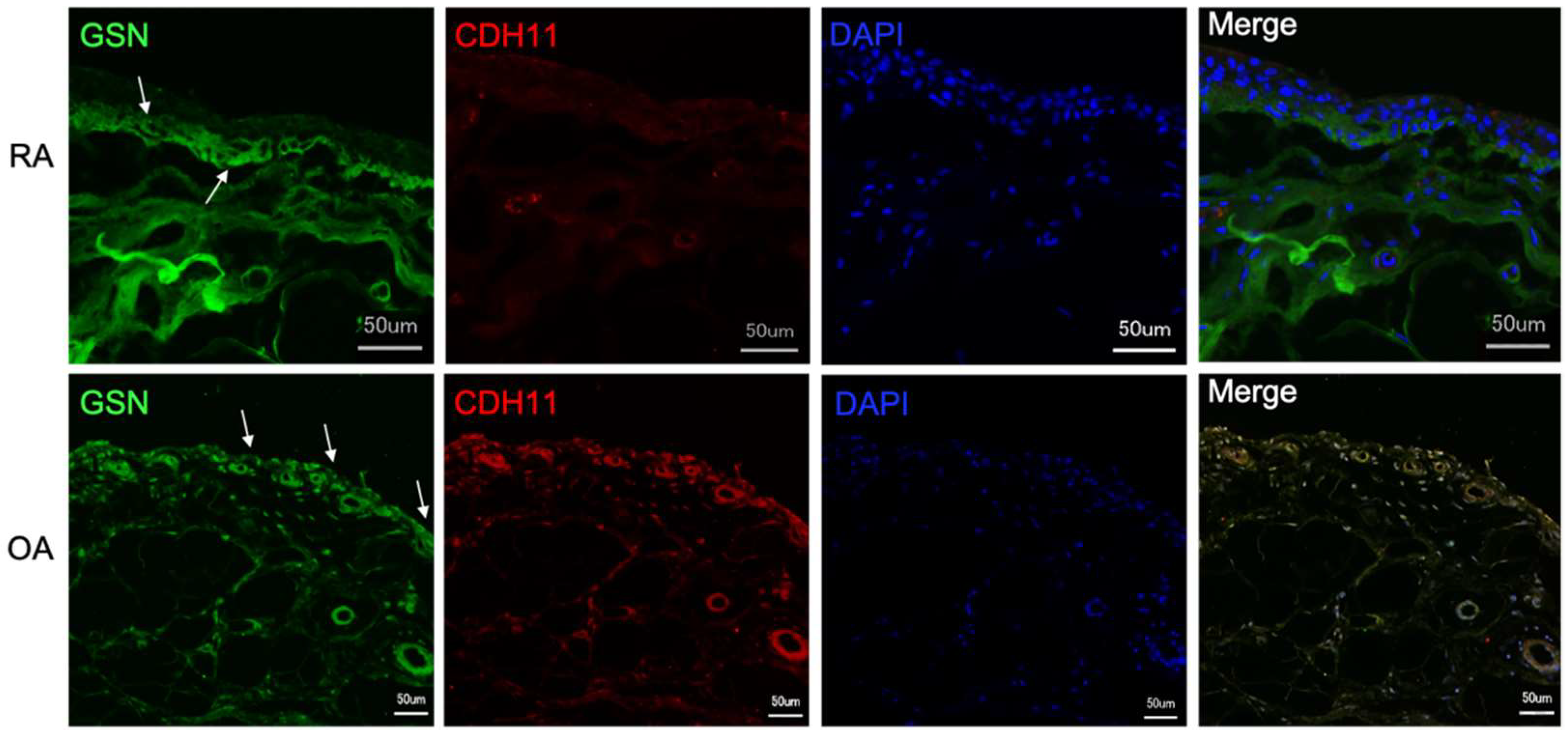 Biomedicines 10 00723 g005