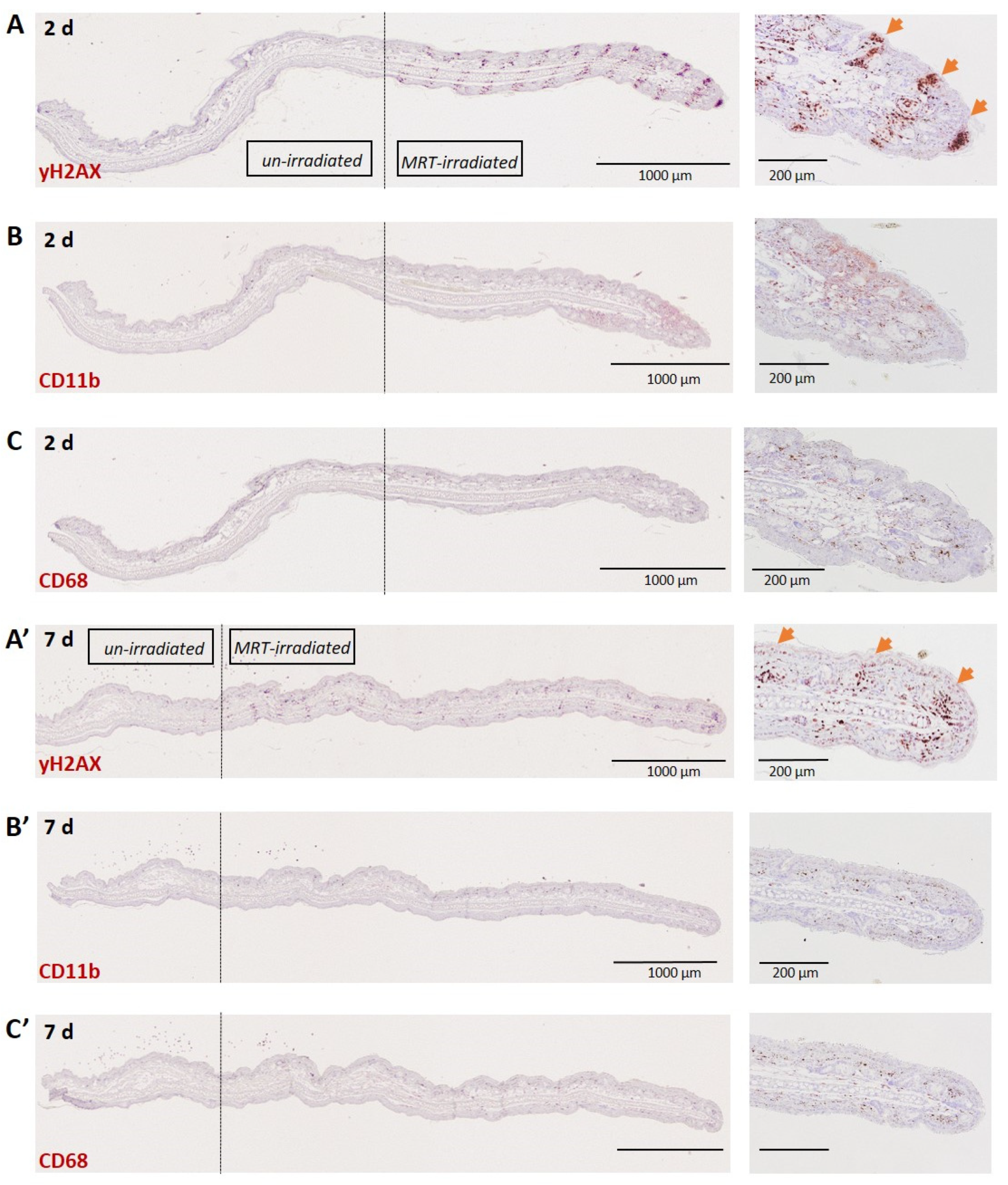 Biomedicines 10 00735 g003