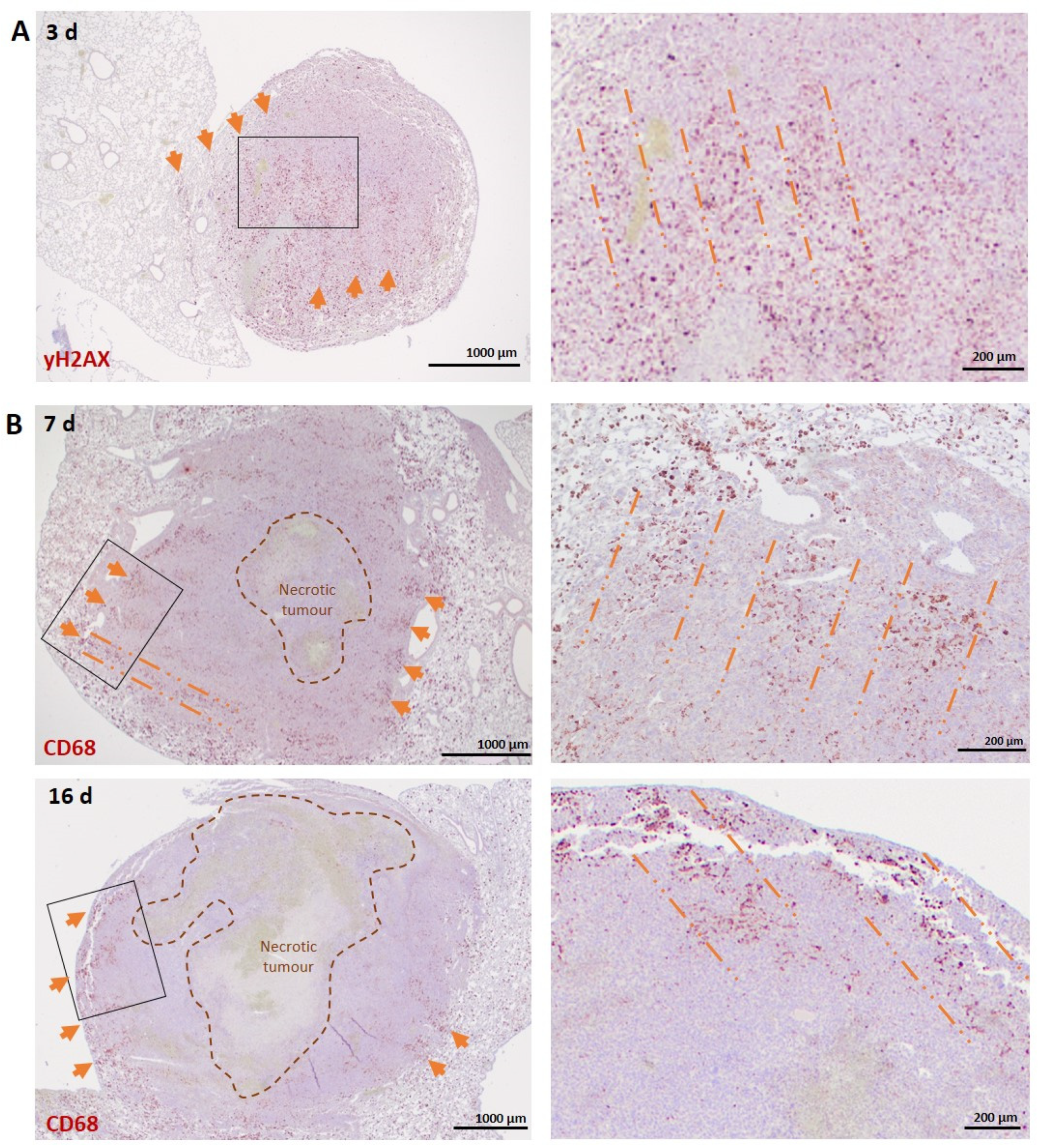 Biomedicines 10 00735 g004