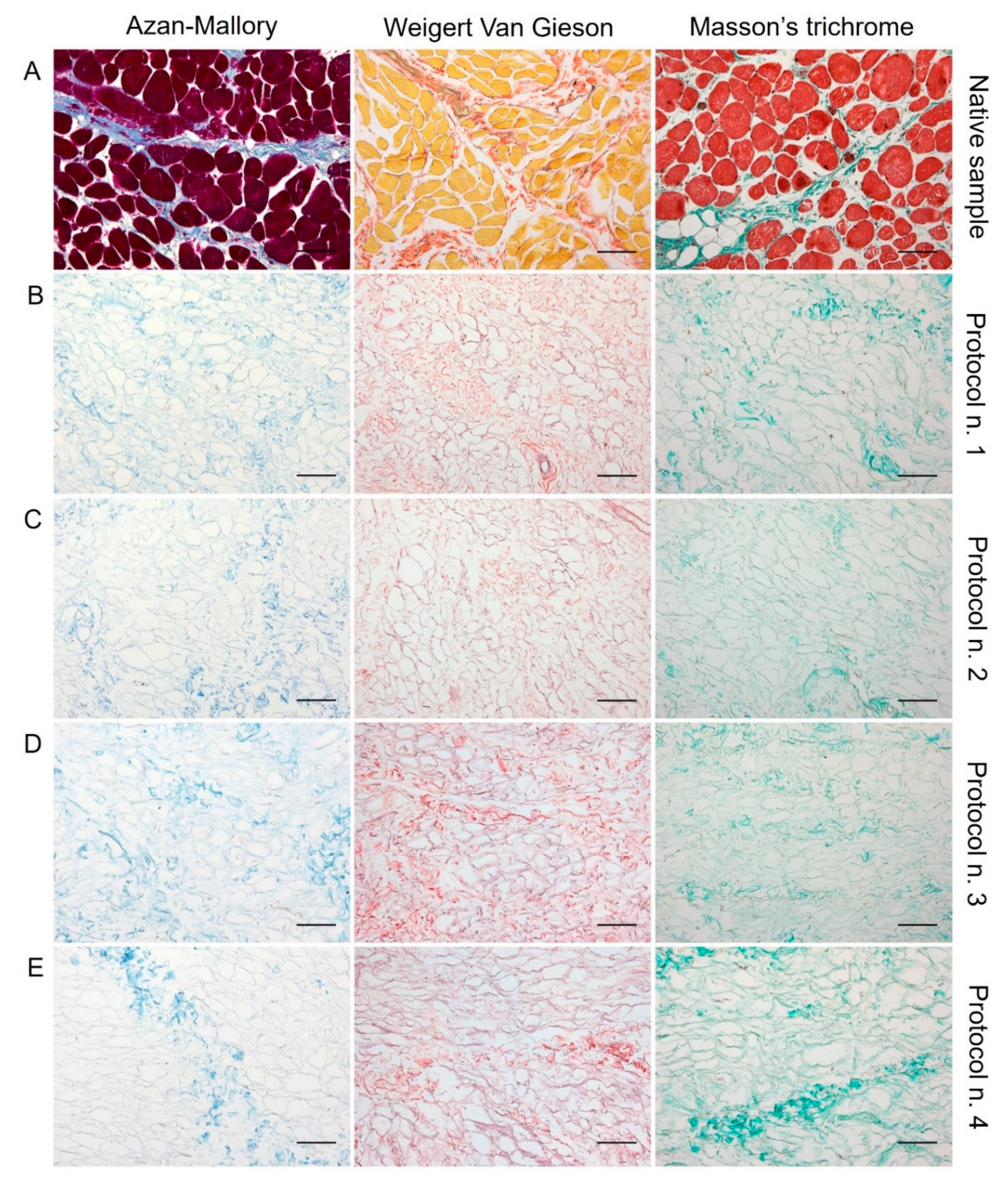 Biomedicines 10 00739 g002
