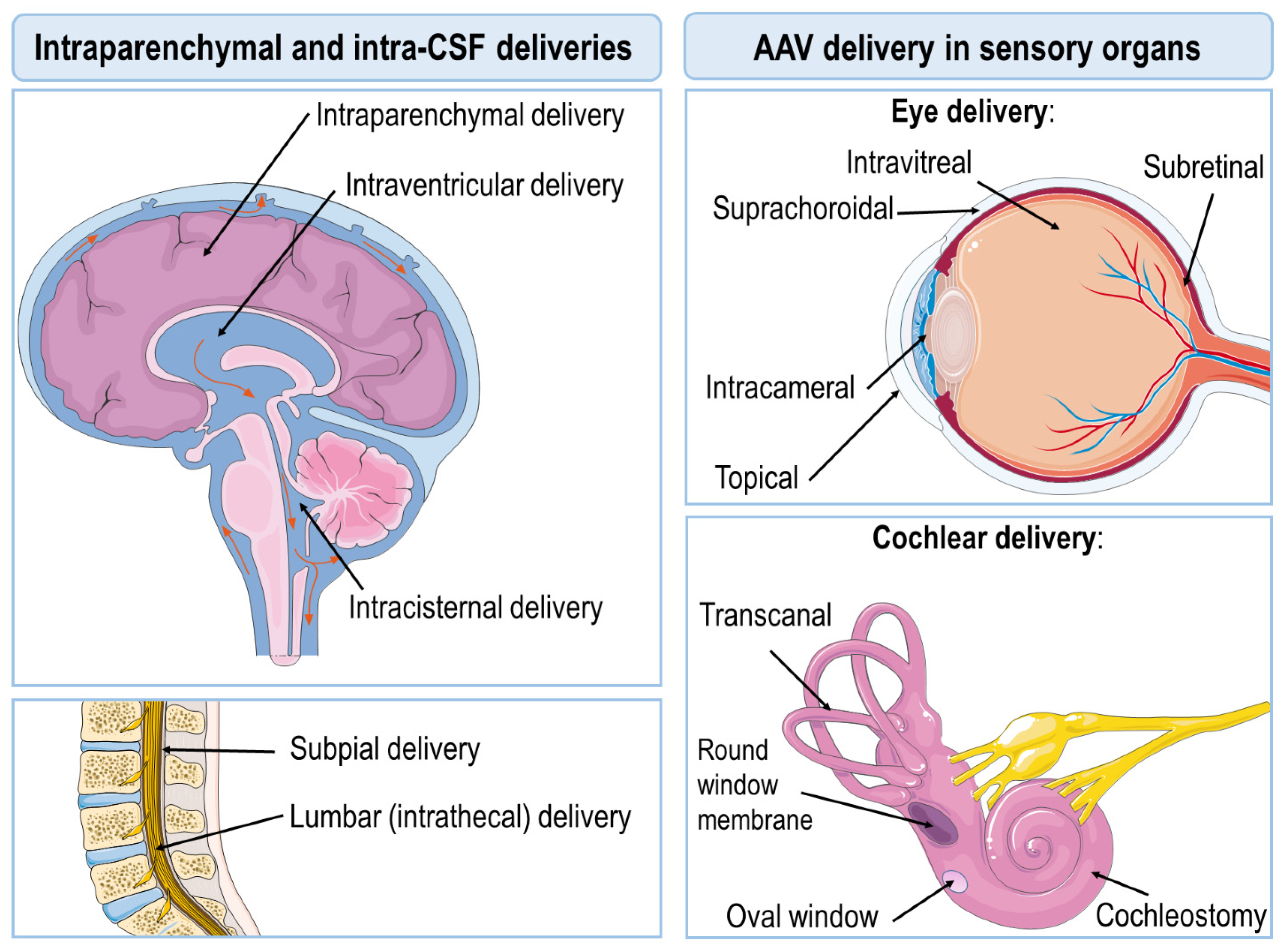 Biomedicines | Free Full-Text | Adeno-Associated Viral Vectors as Versatile  Tools for Neurological Disorders: Focus on Delivery Routes and Therapeutic  Perspectives | HTML