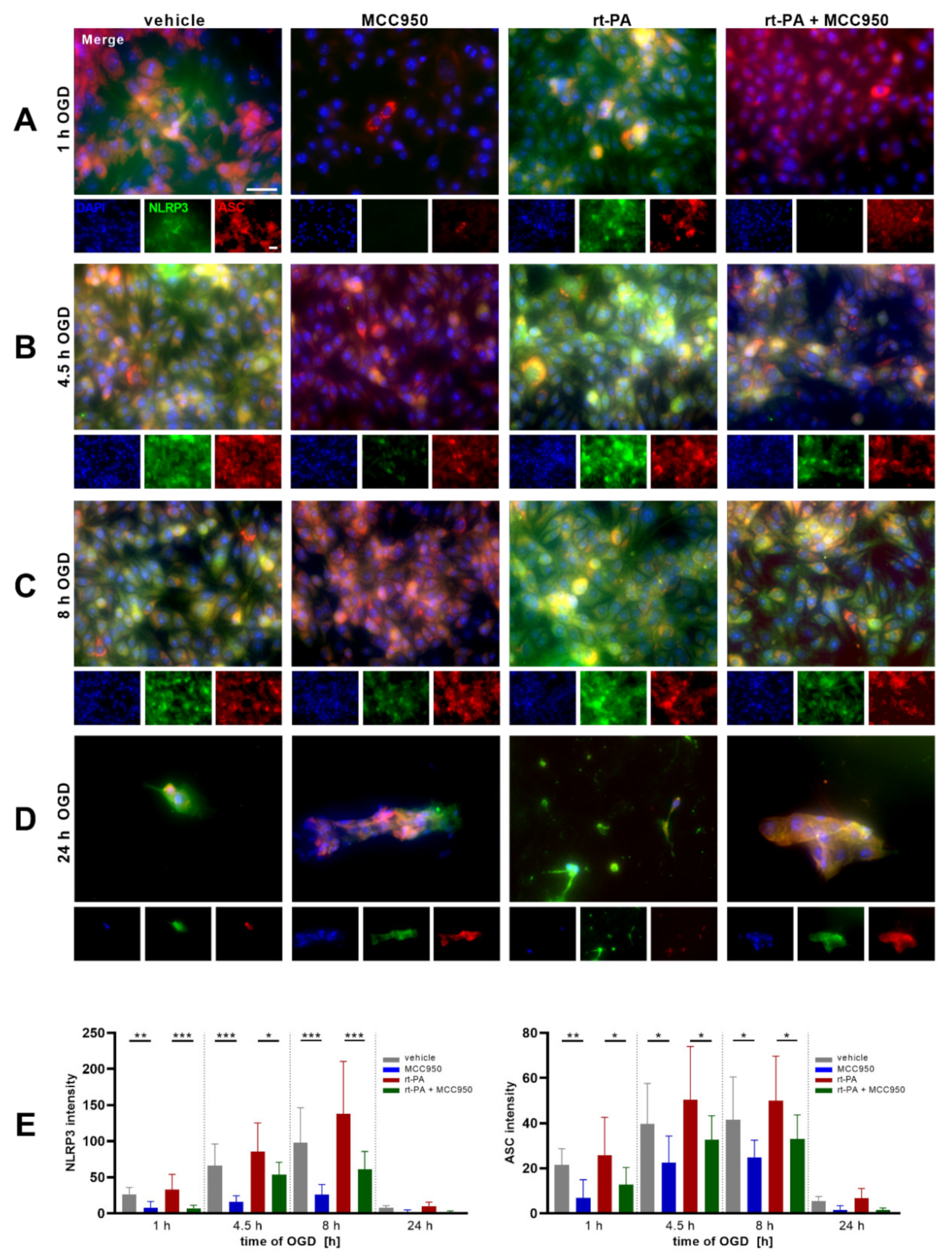 Biomedicines 10 00762 g002