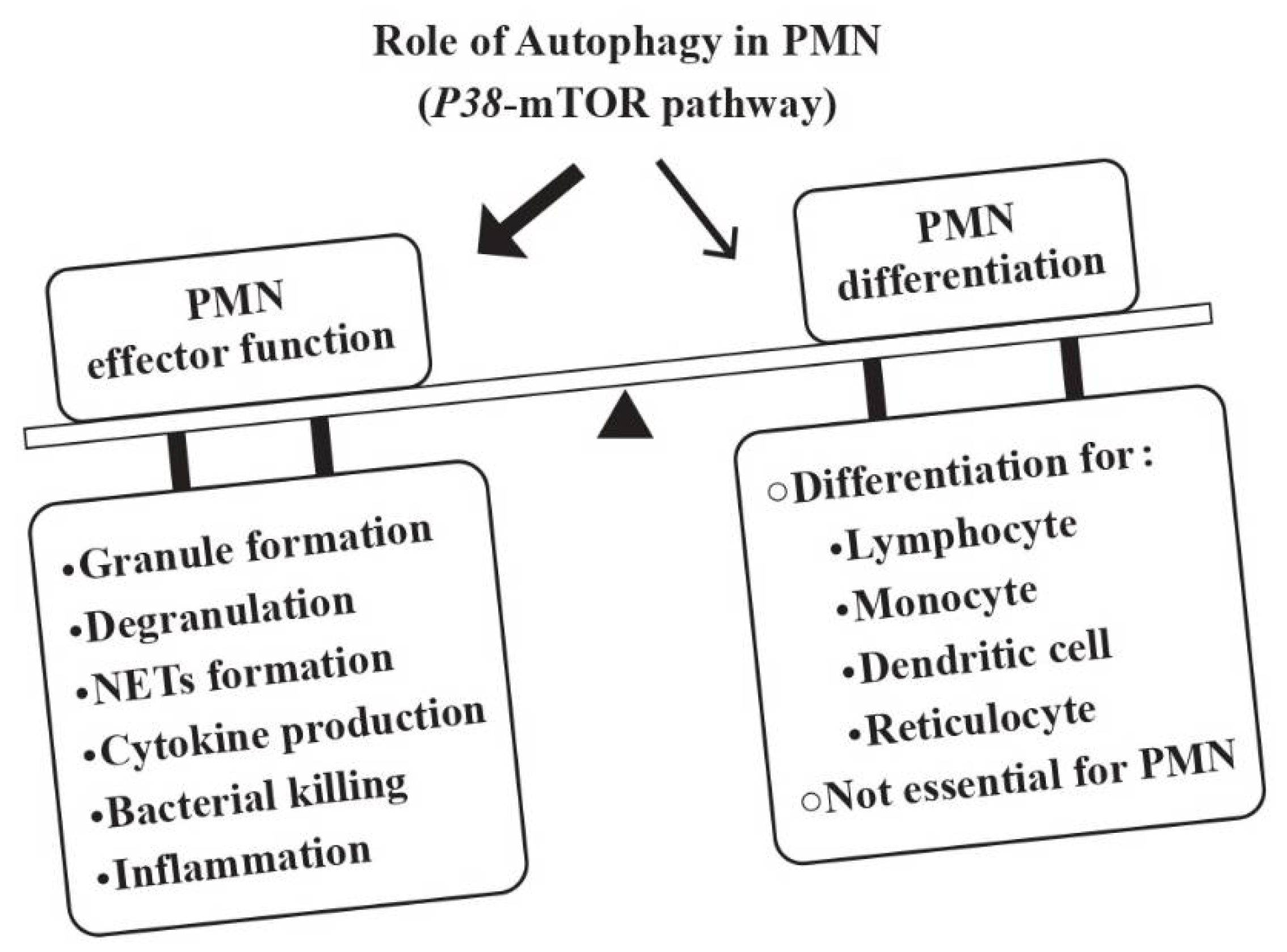 Biomedicines 10 00773 g001