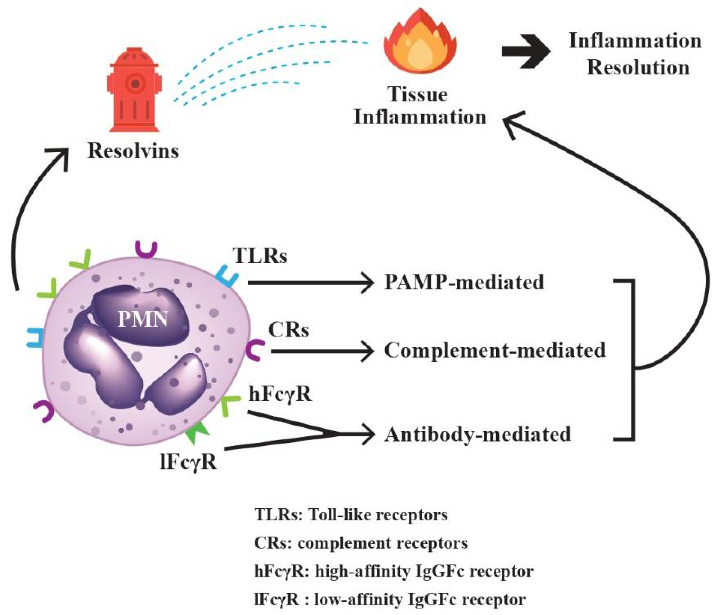 Biomedicines 10 00773 g002