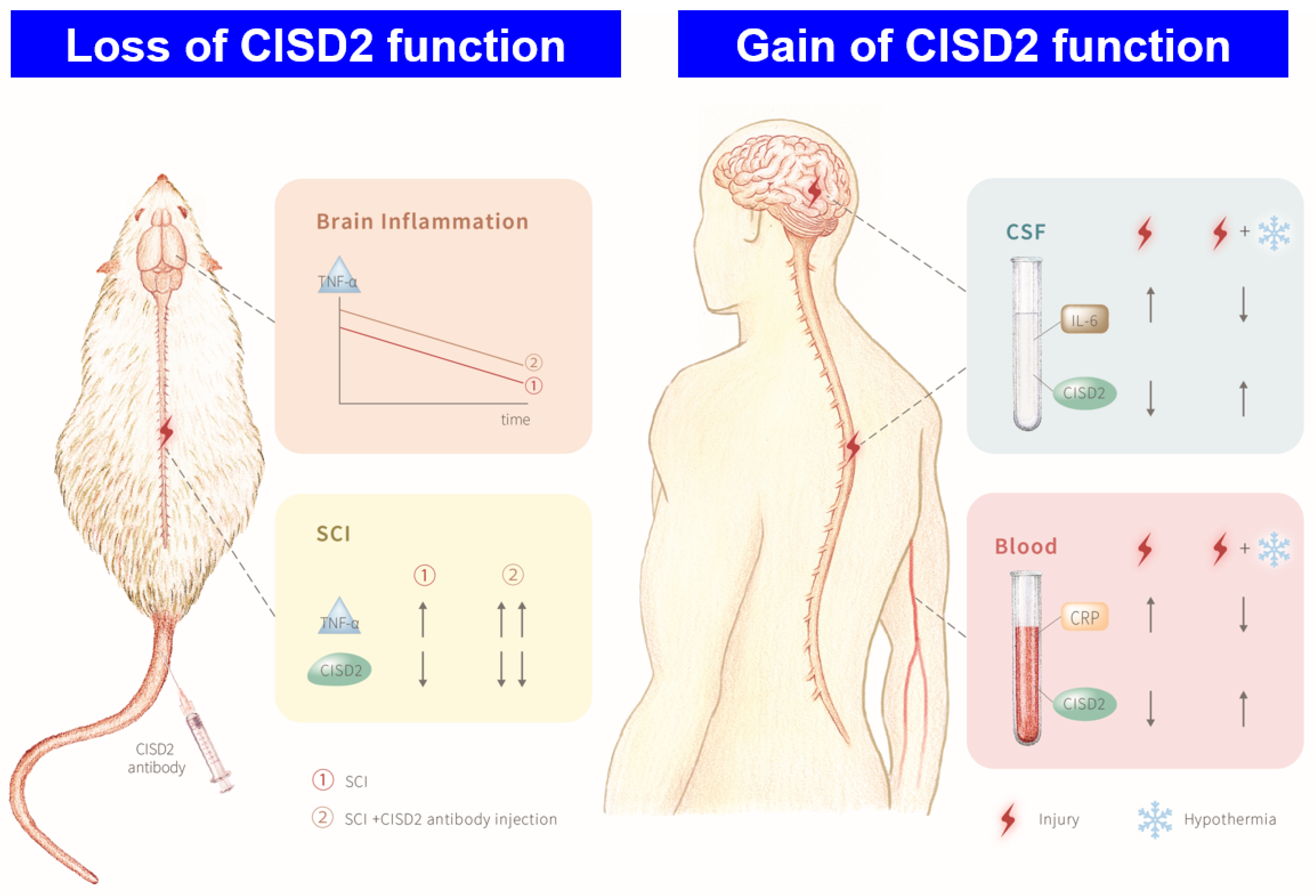 Biomedicines 10 00777 sch001