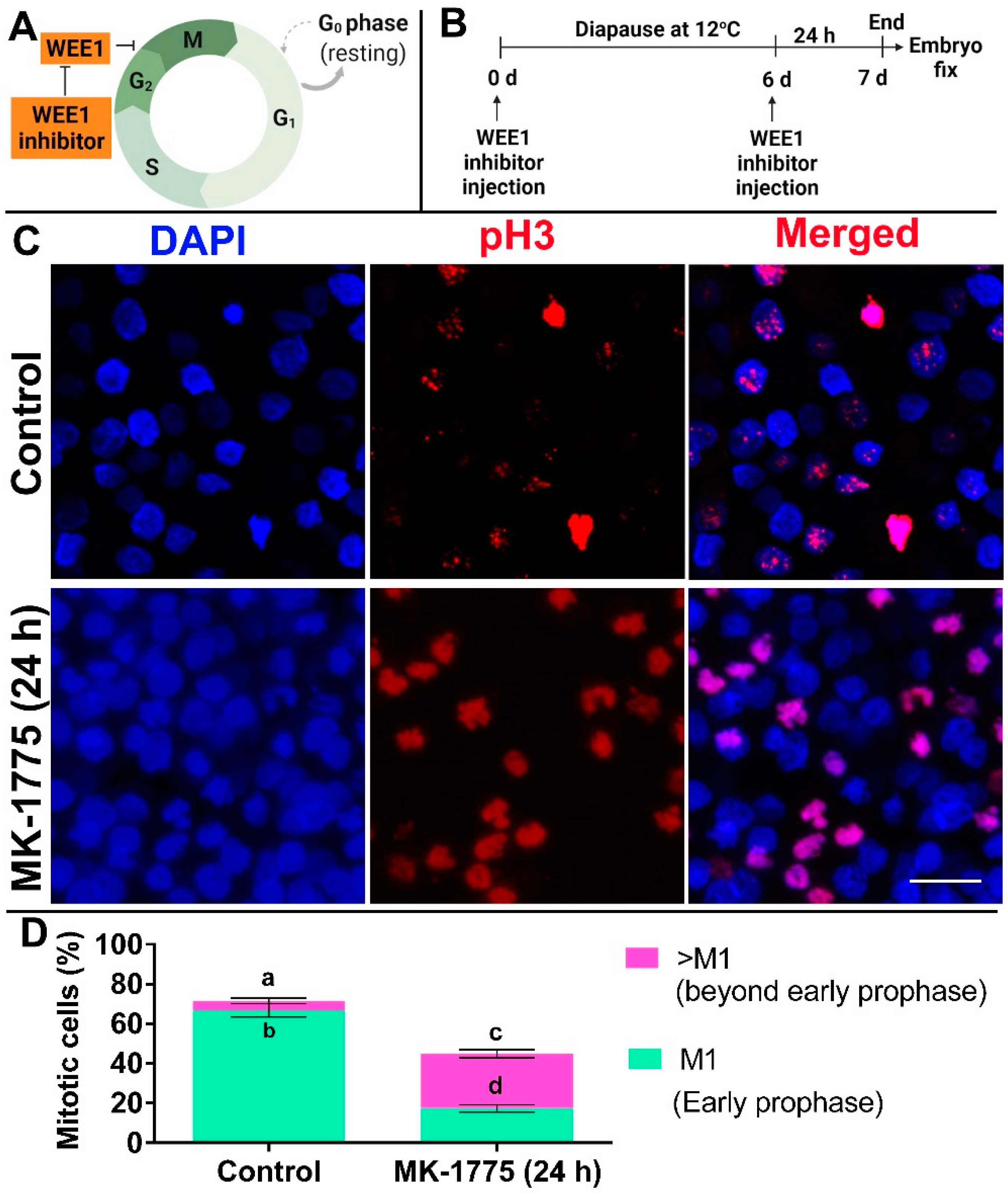 Biomedicines 10 00779 g007 Biomedicines 10 00779 g007
