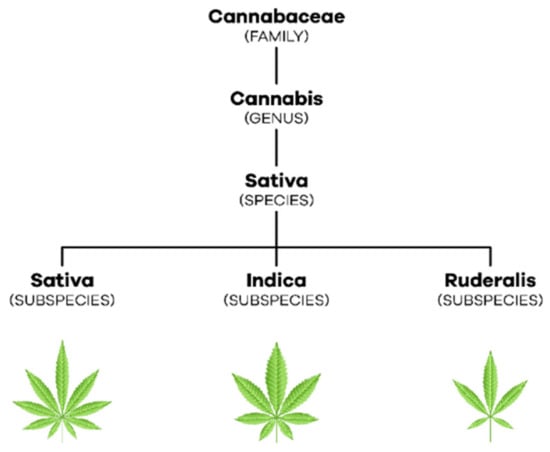 File:Cannabis indica buds and digital scale.jpg - Wikimedia Commons