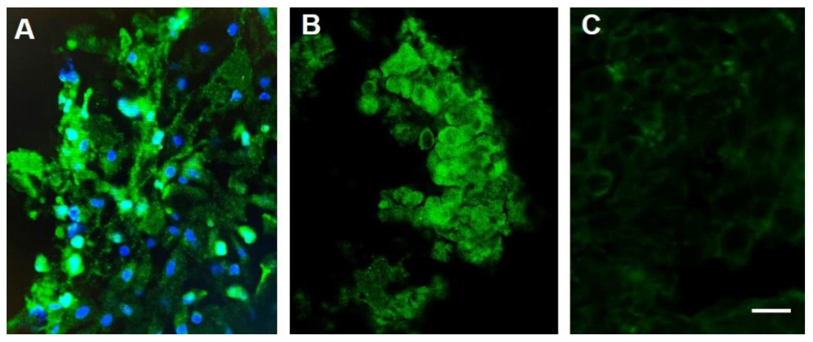 Biomedicines 10 00838 g002