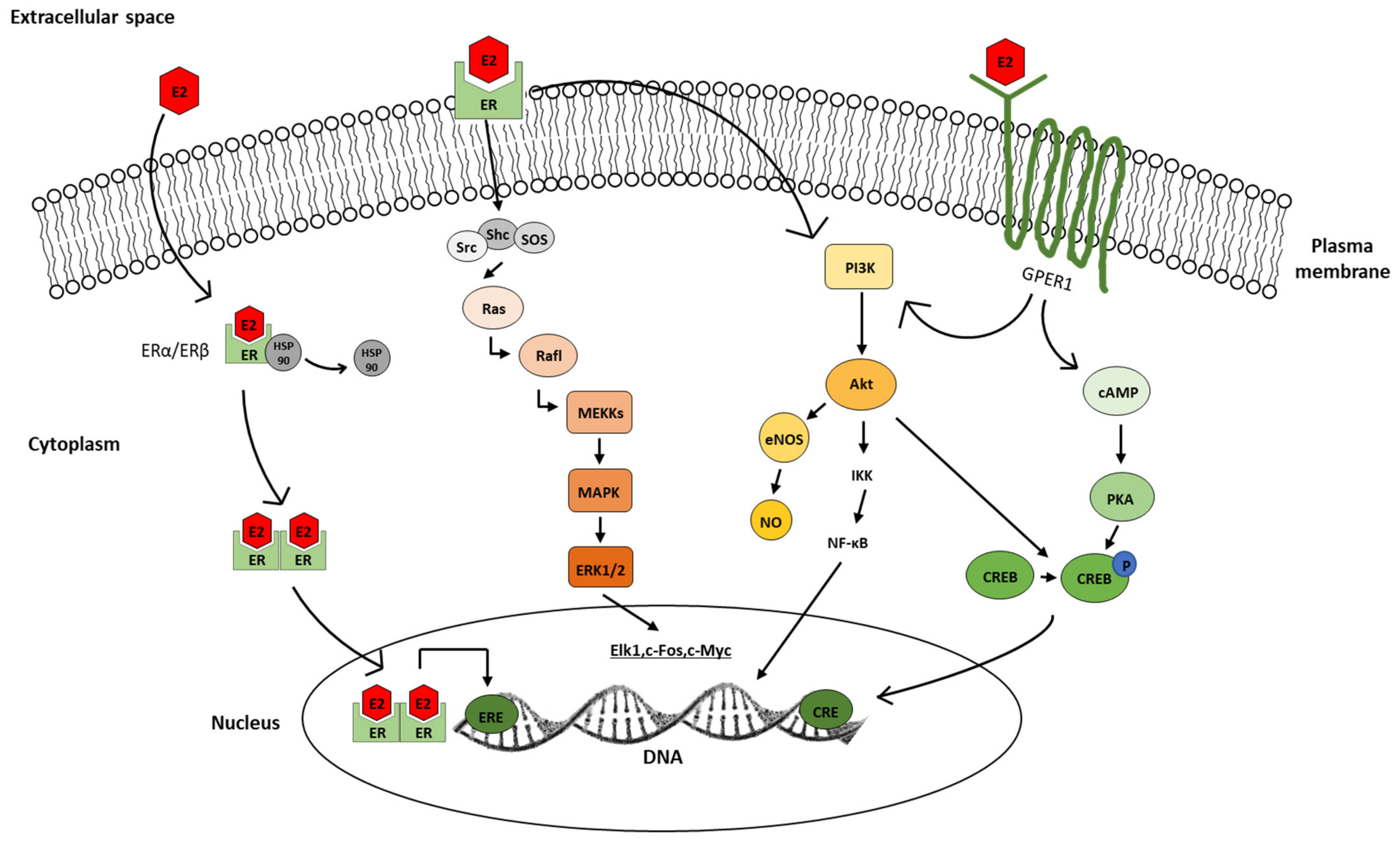 Biomedicines 10 00861 g005