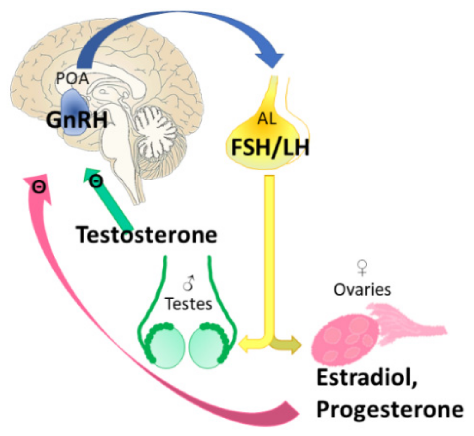 Biomedicines 10 00861 g007
