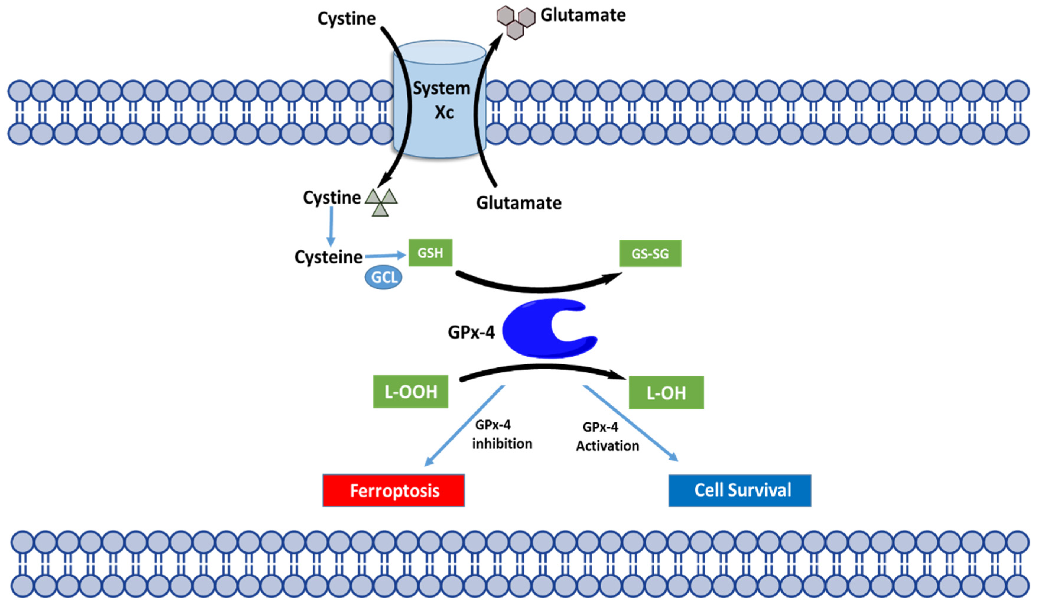 glutathione peroxidase structure