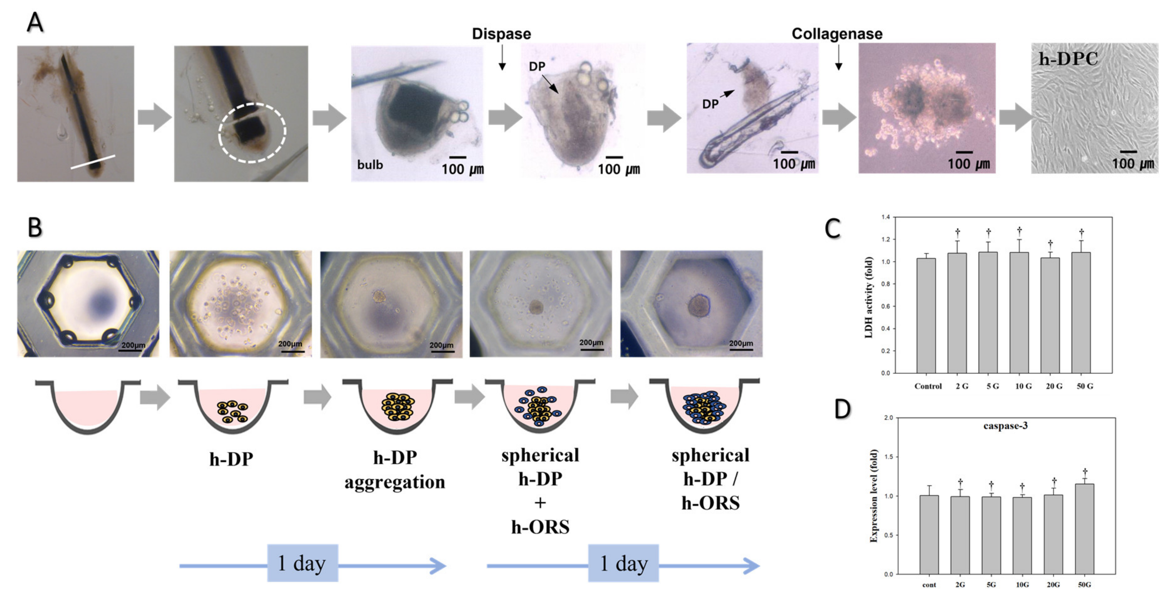 Biomedicines 10 00924 g002
