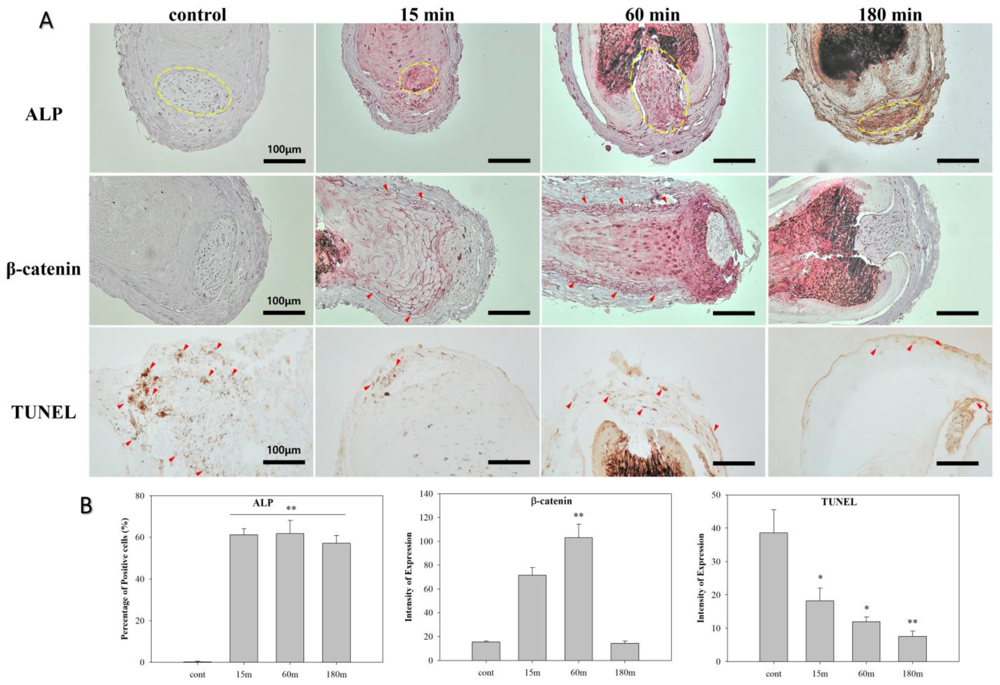 Biomedicines 10 00924 g007