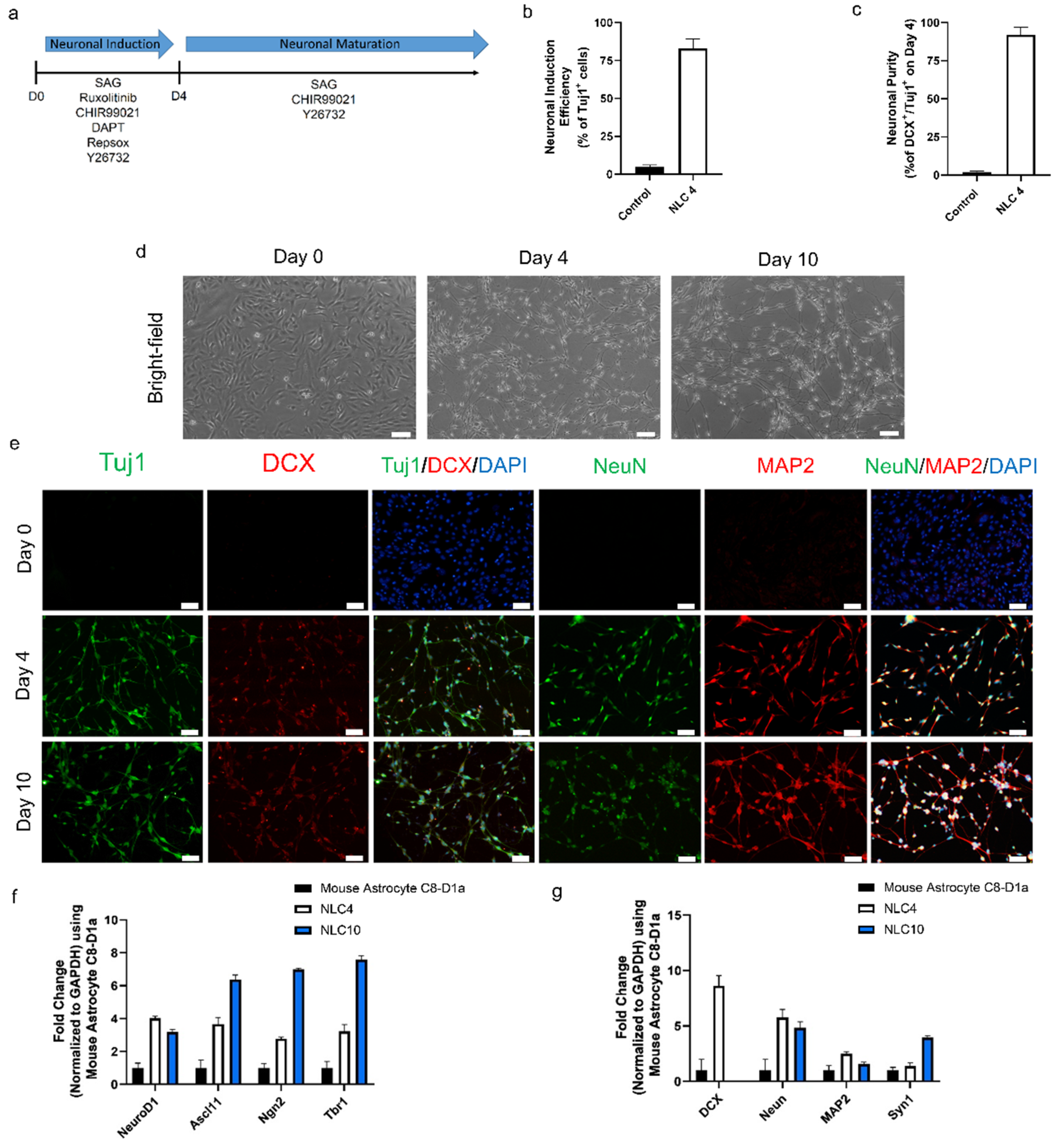 LIVE/DEAD Cell assay. a Control for live cells (normal astrocytes