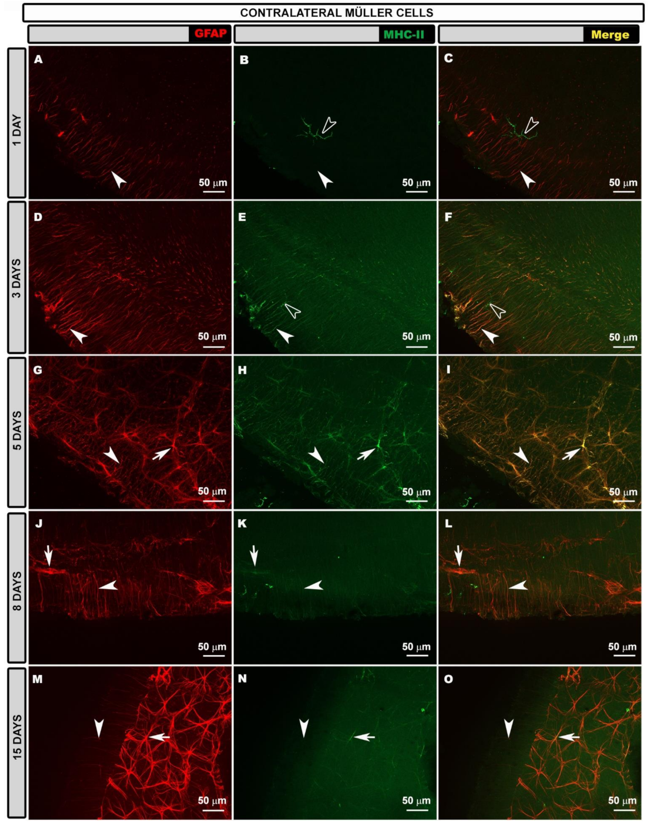 Biomedicines 10 00939 g004