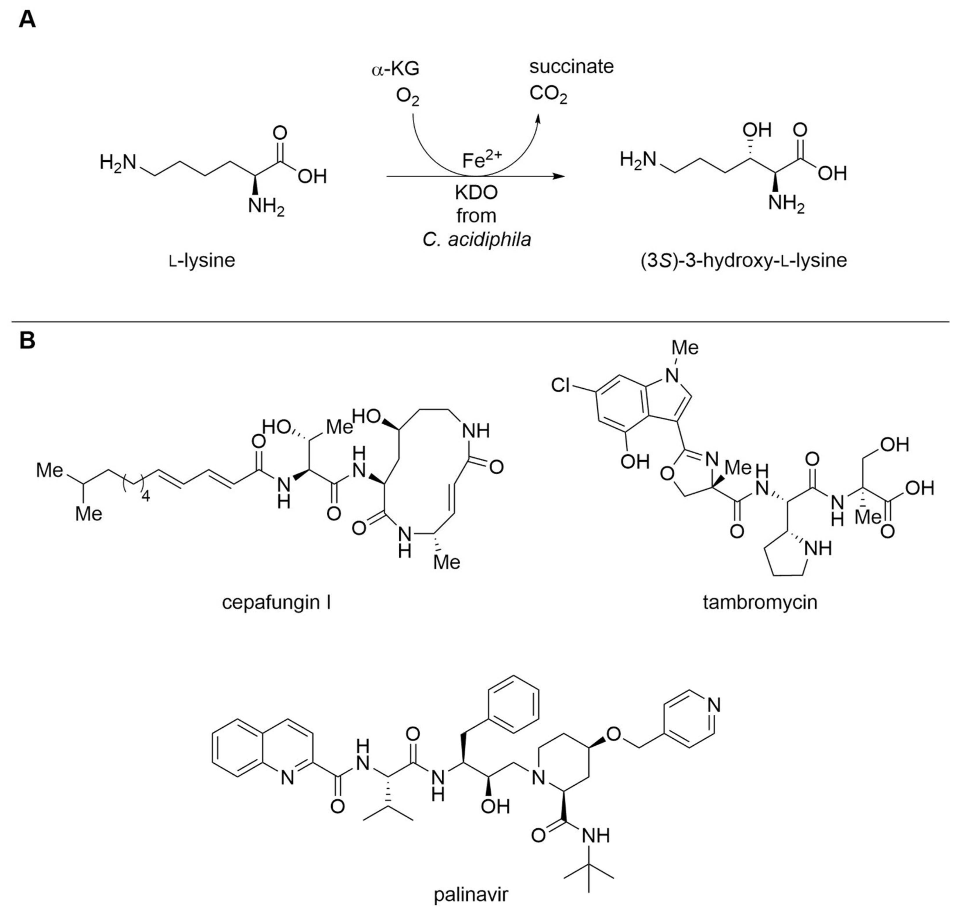 Biomedicines 10 00964 g004