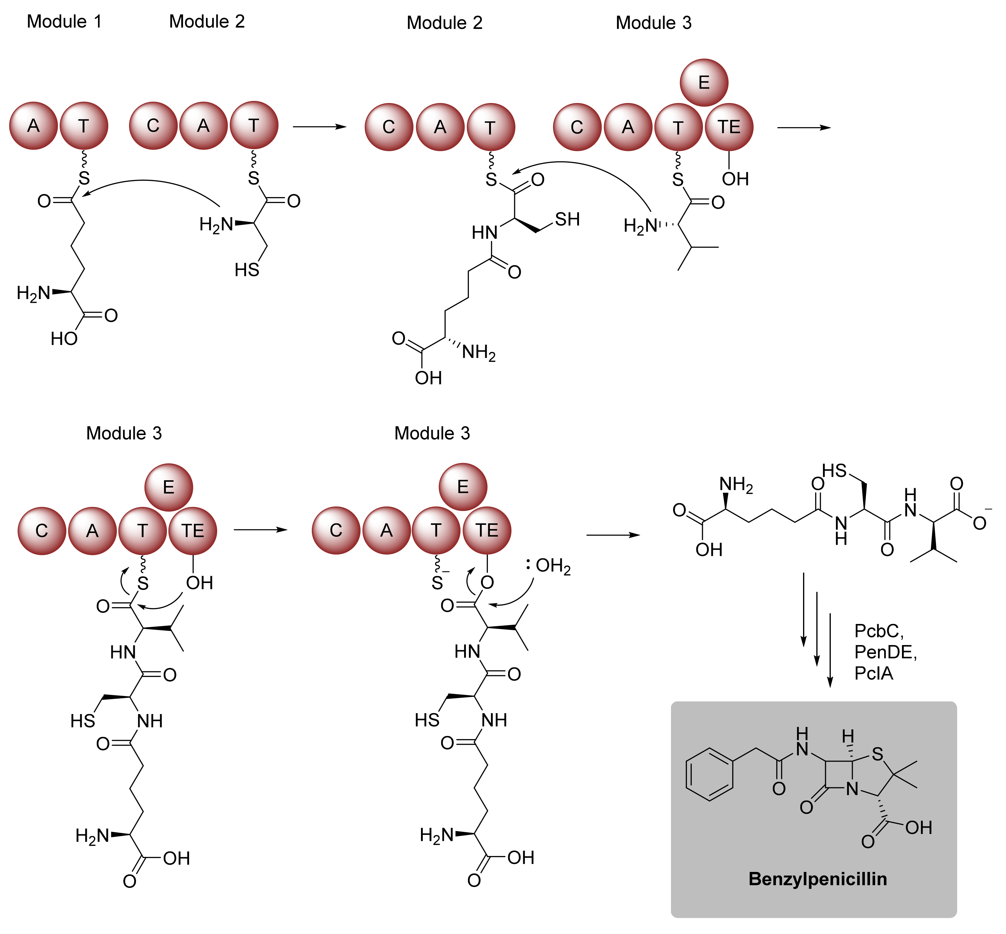 Biomedicines 10 00964 g009