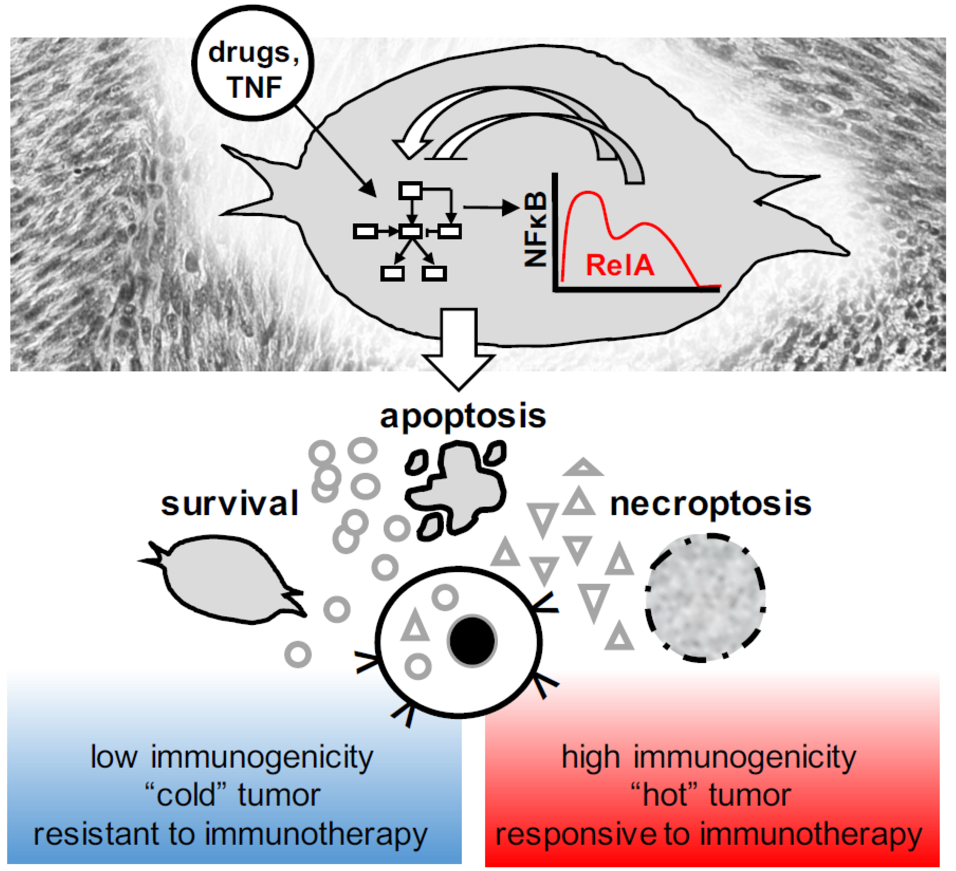 NF-κB signalling and cell fate decisions in response to a short pulse of  tumour necrosis factor