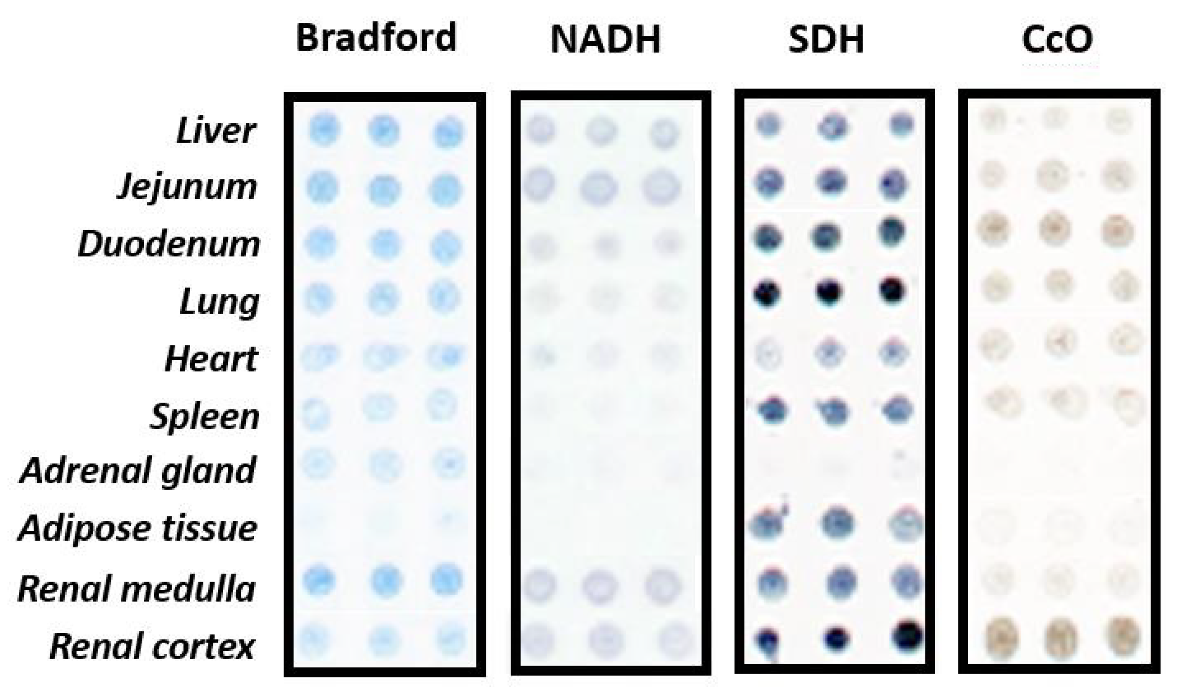 Biomedicines 10 00980 g004