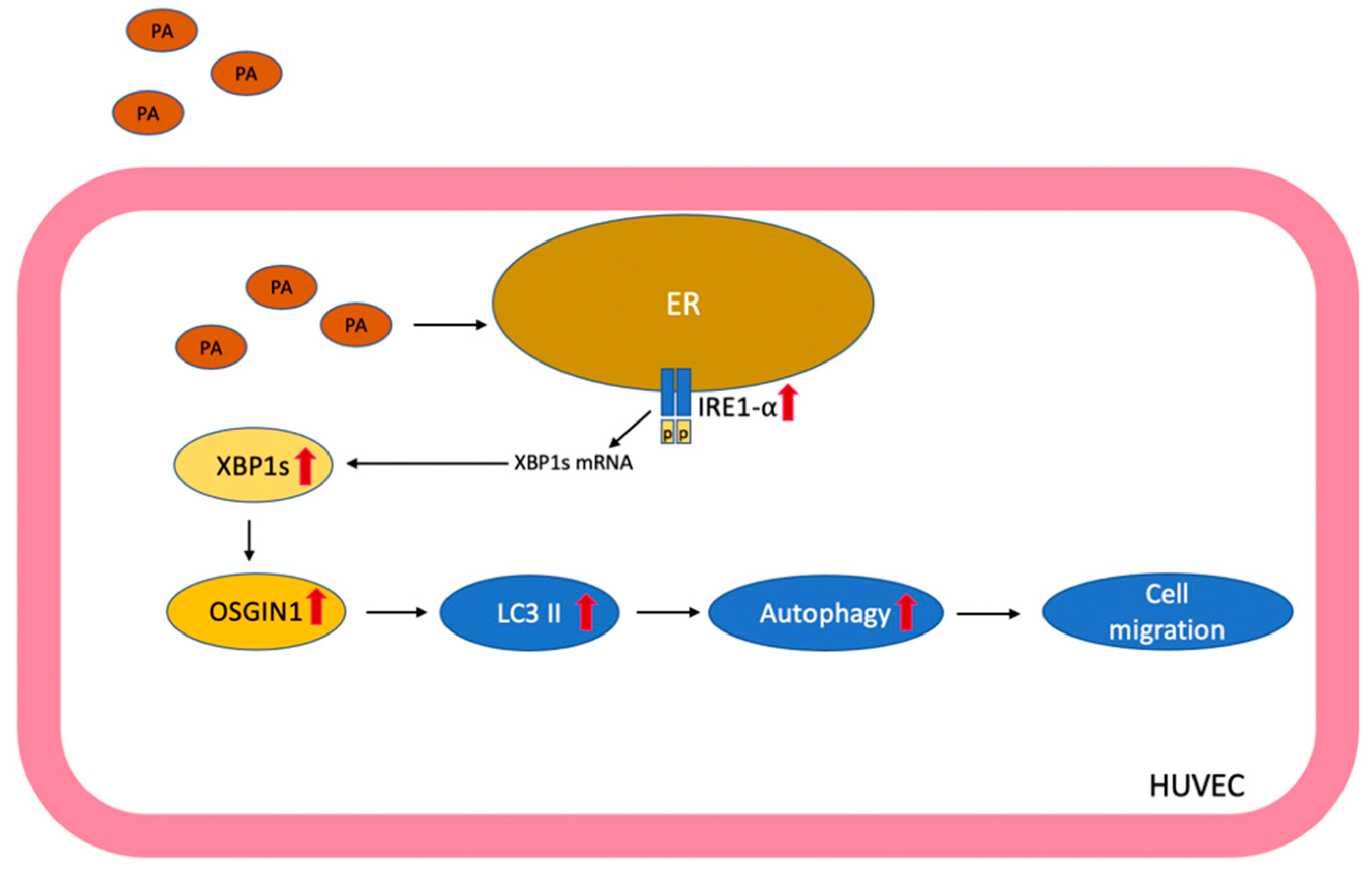 Biomedicines 10 00992 g007